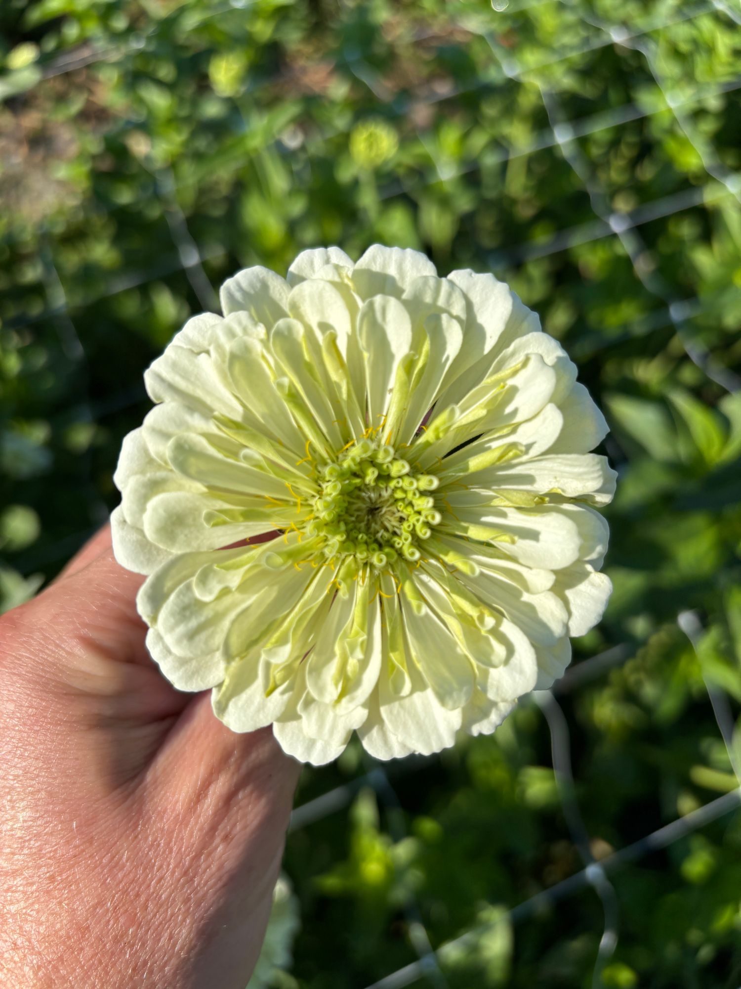 ZINNIA elegans Benarys Giant White