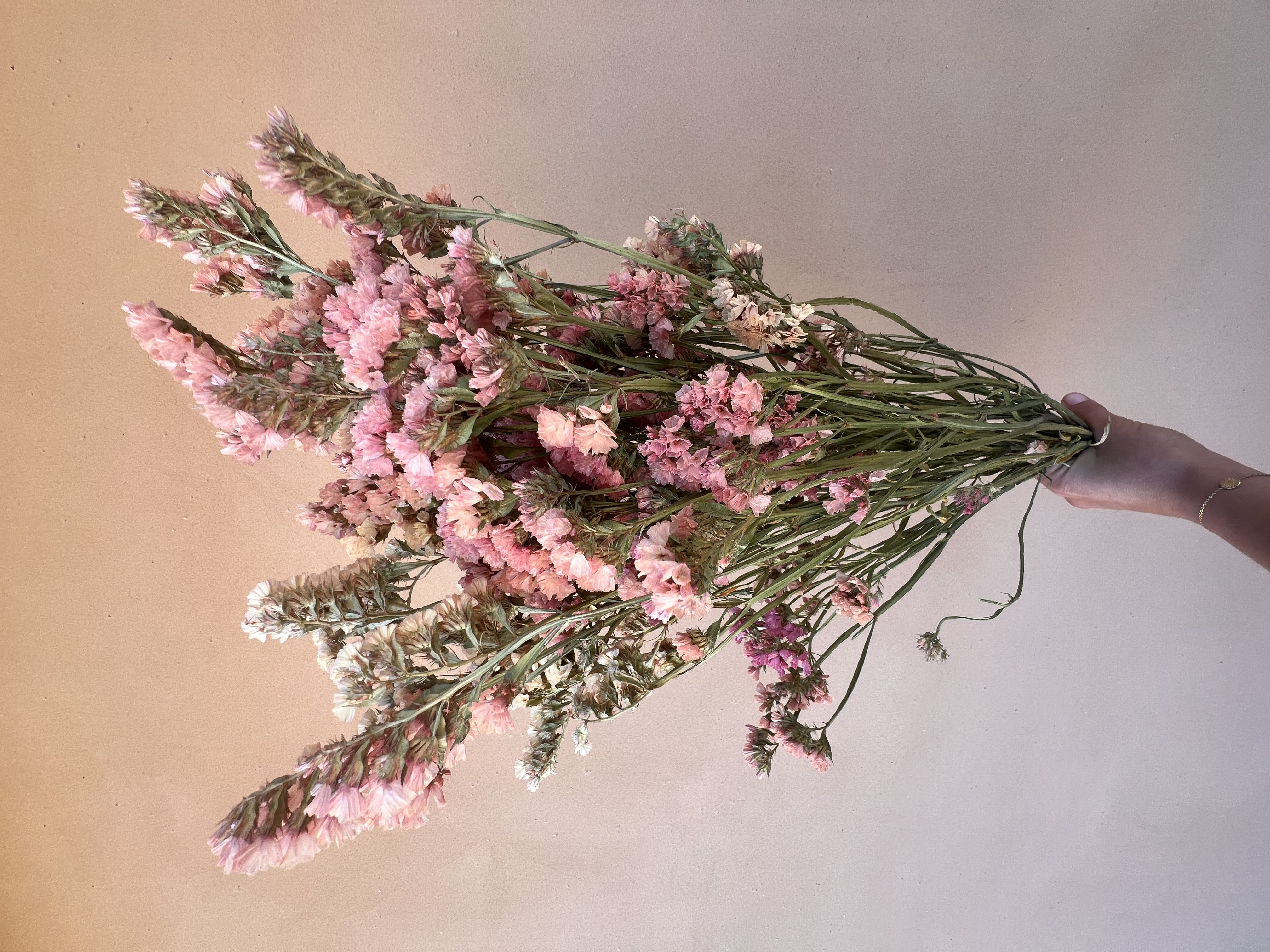 LIMONIUM sinuatum Apricot Beauty