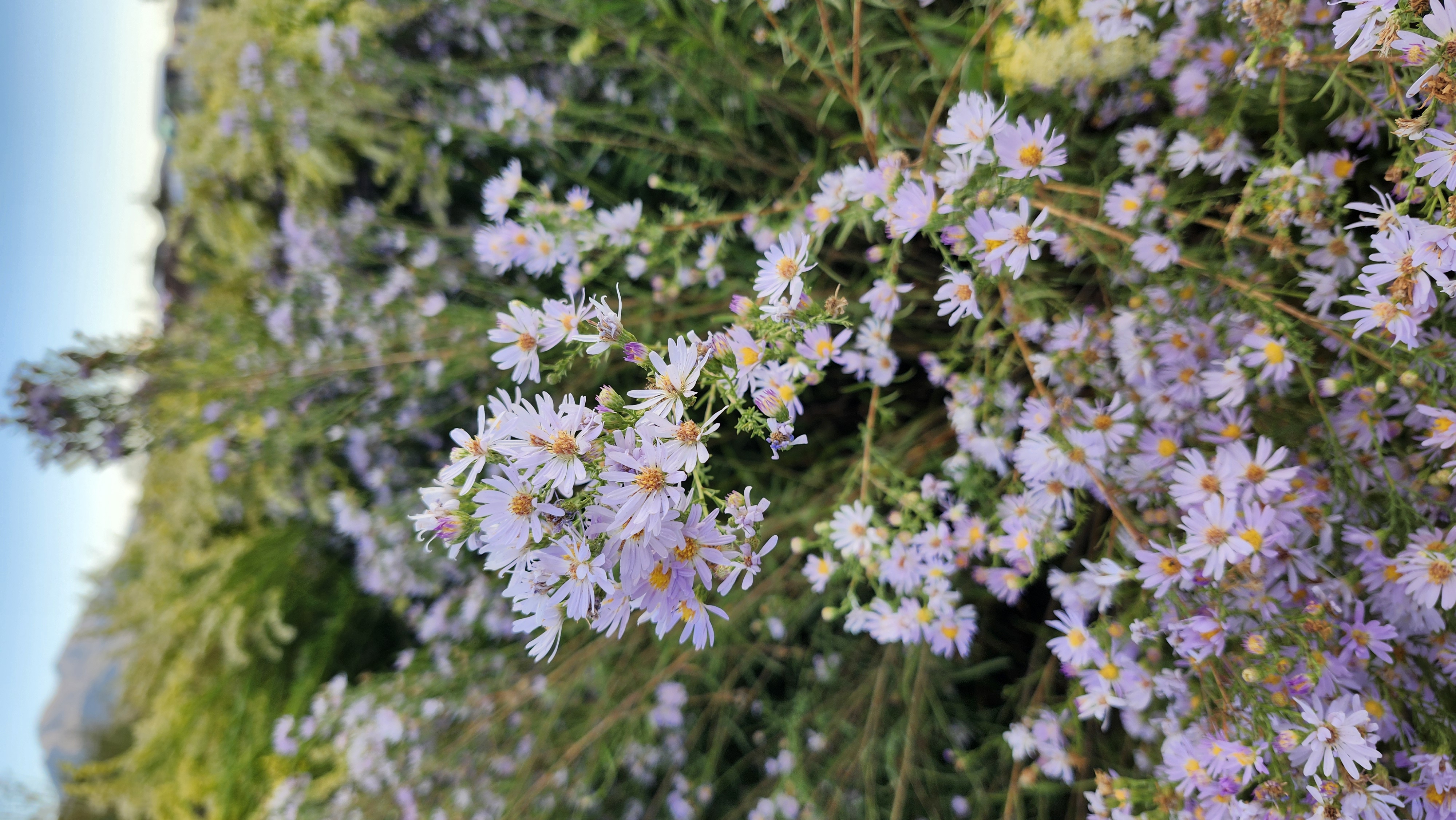 ASTER x friktarii Monch