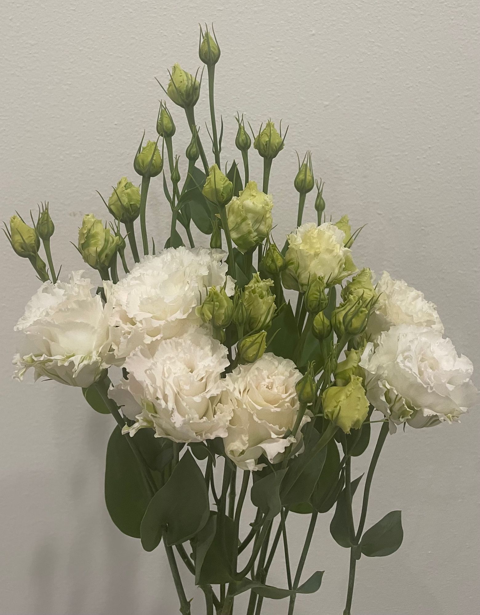 EUSTOMA grandiflorum Voyage First Love