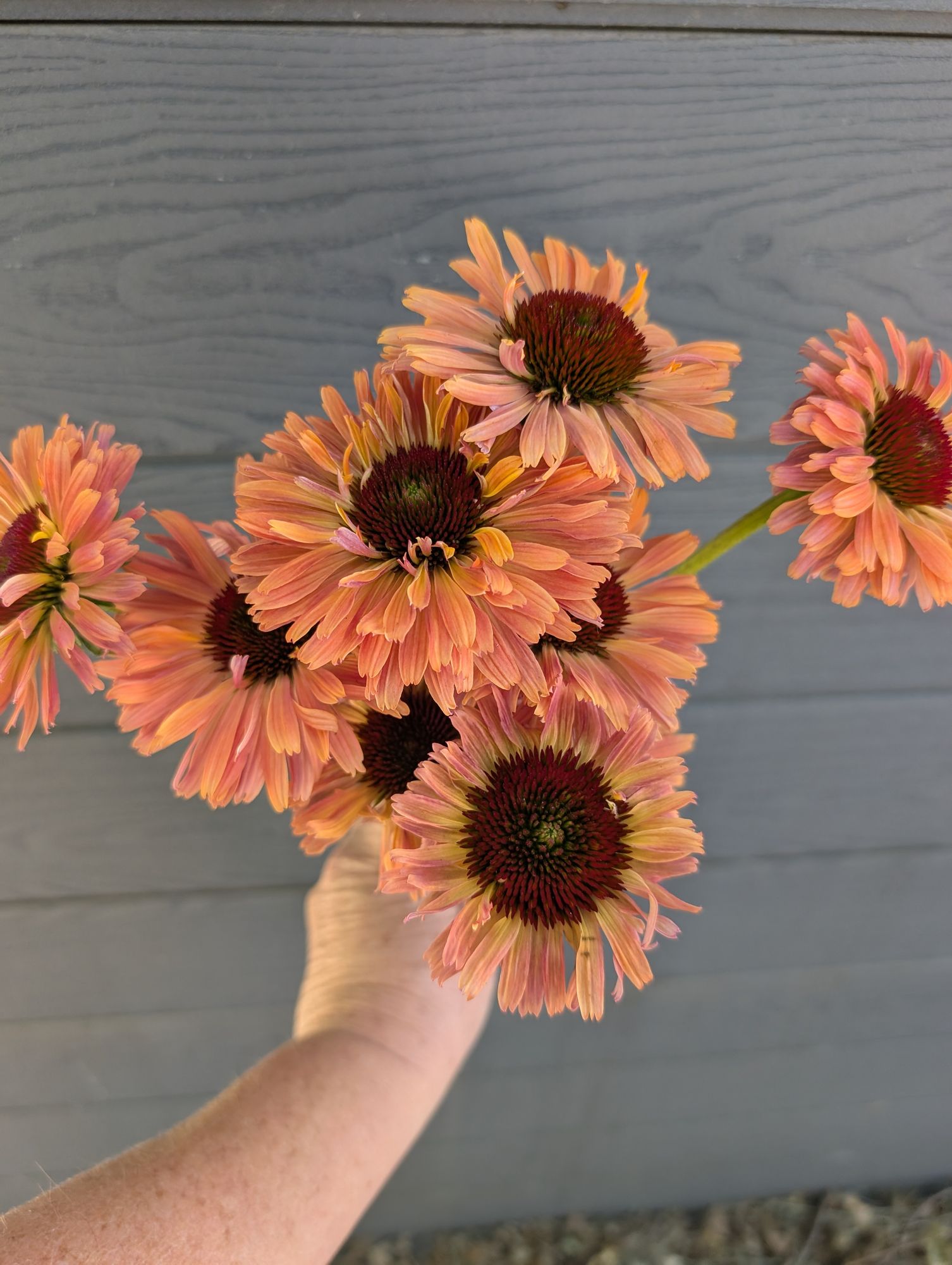 ECHINACEA x Fresco Apricot