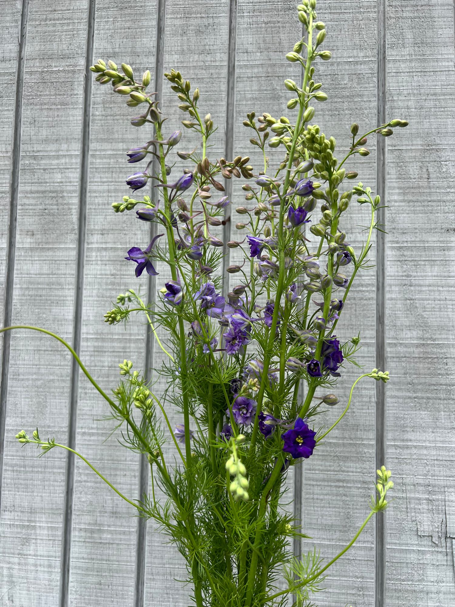 DELPHINIUM