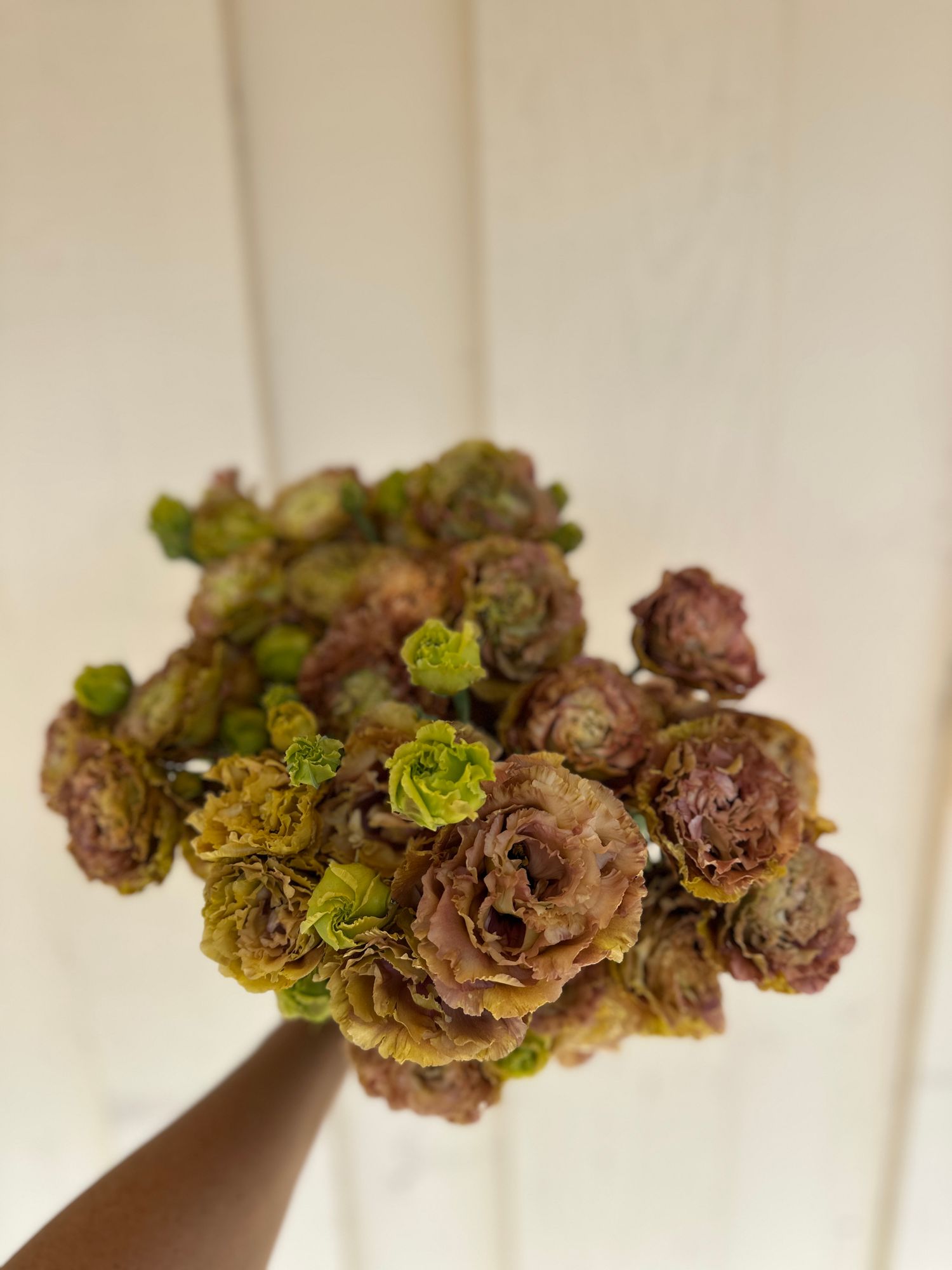 EUSTOMA grandiflorum Rosanne Terracotta