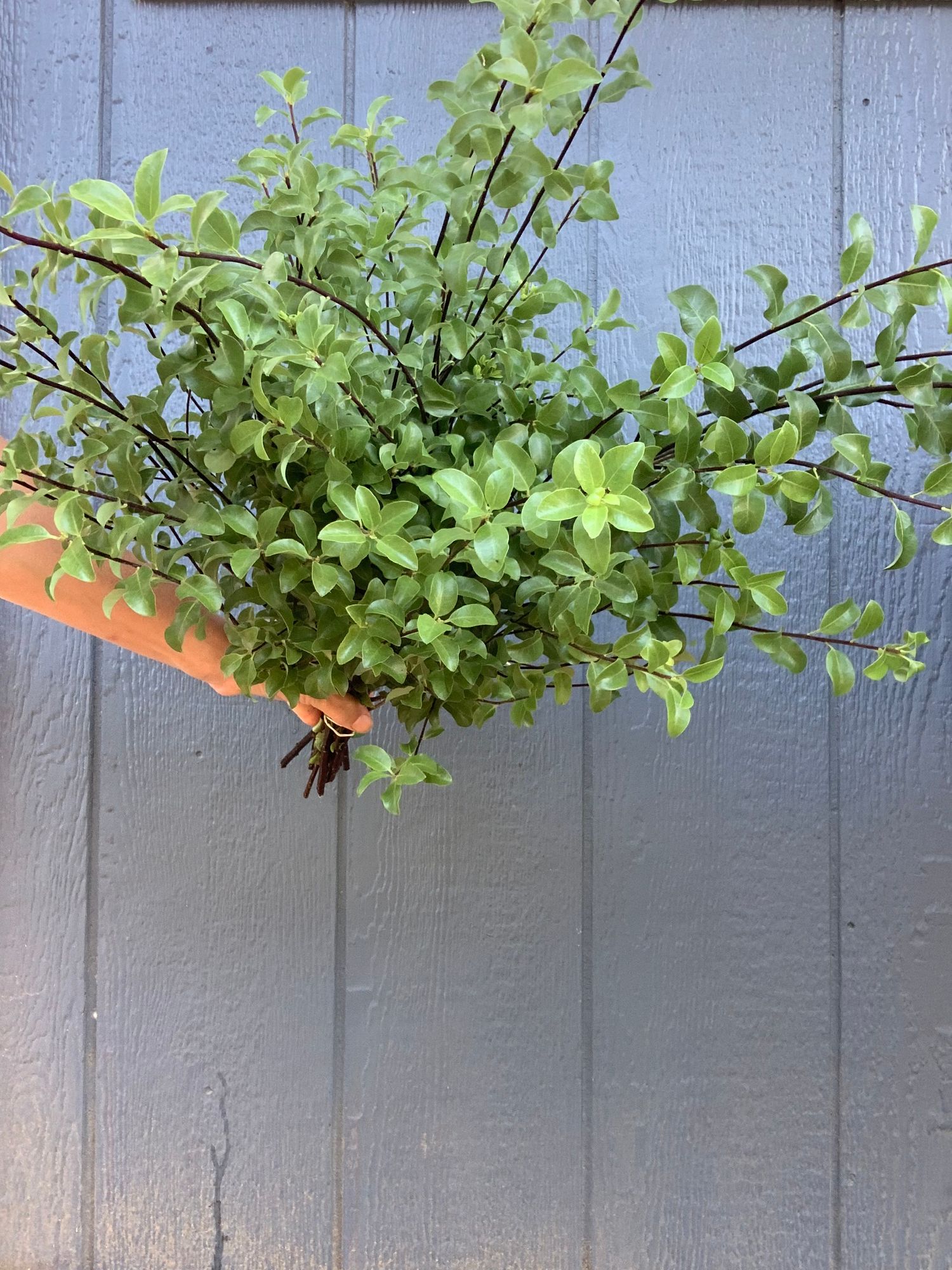 PITTOSPORUM tenuifolium Marjorie Channon