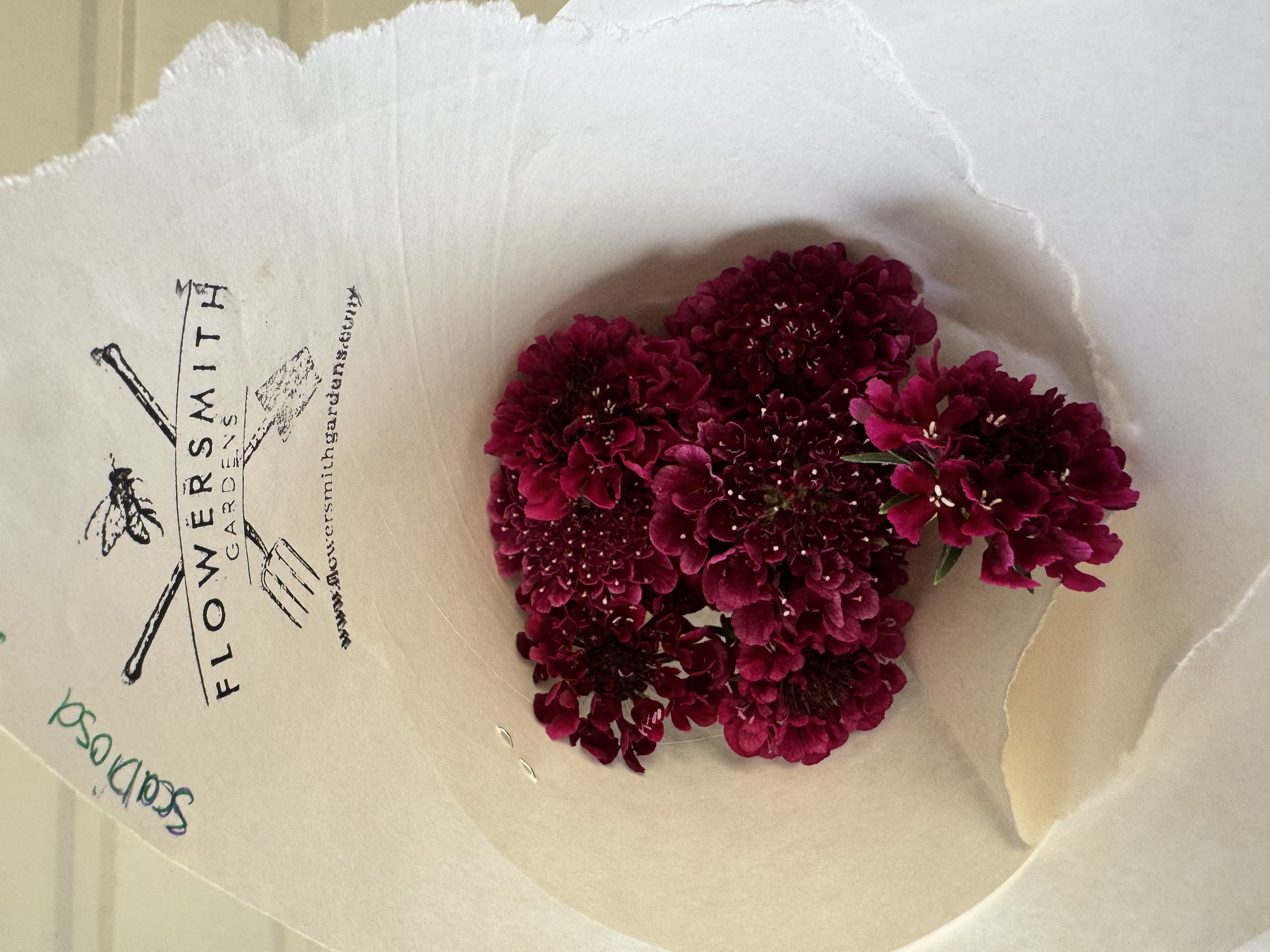 SCABIOSA