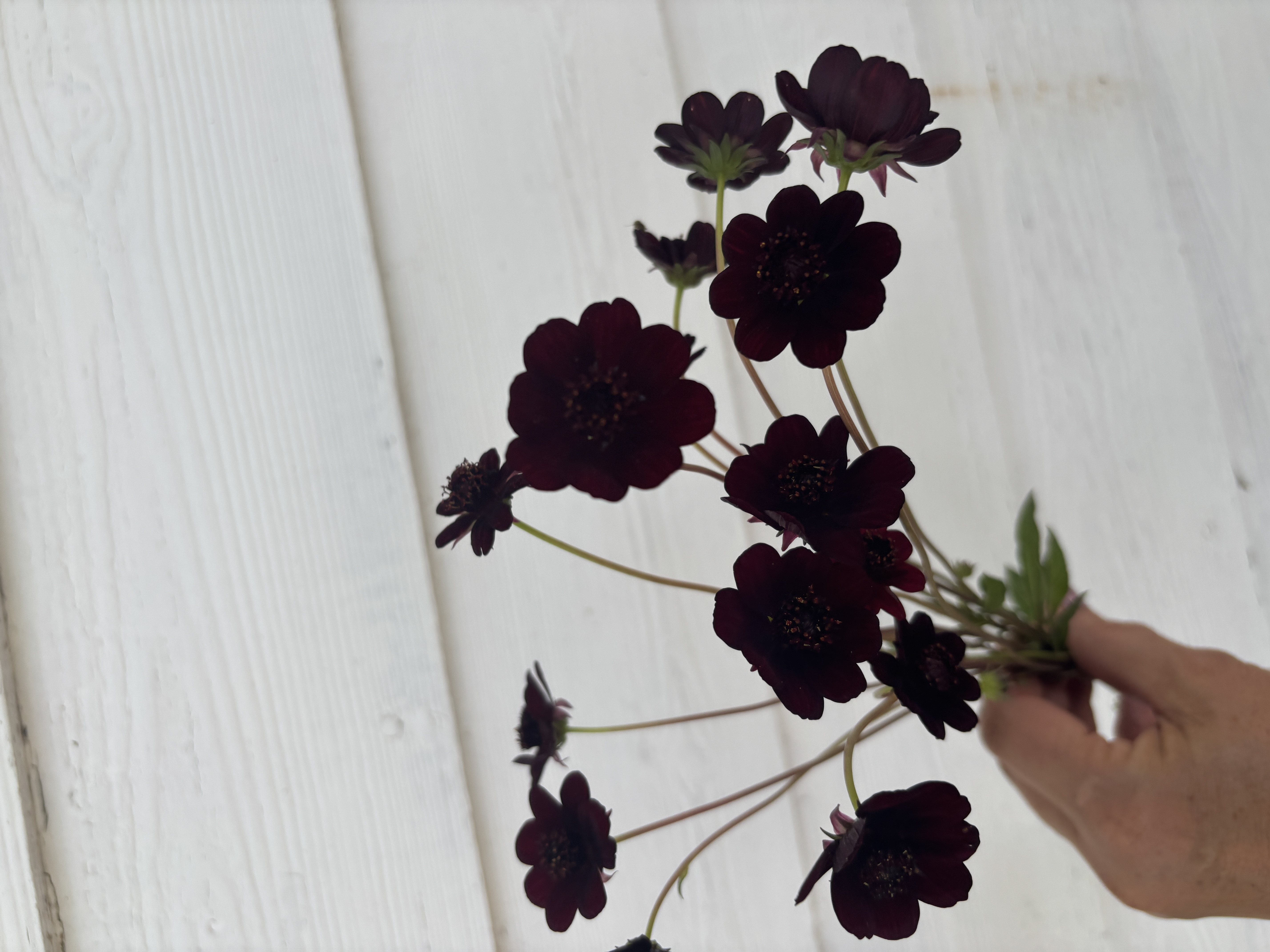 COSMOS atrosanguineus Black Magic