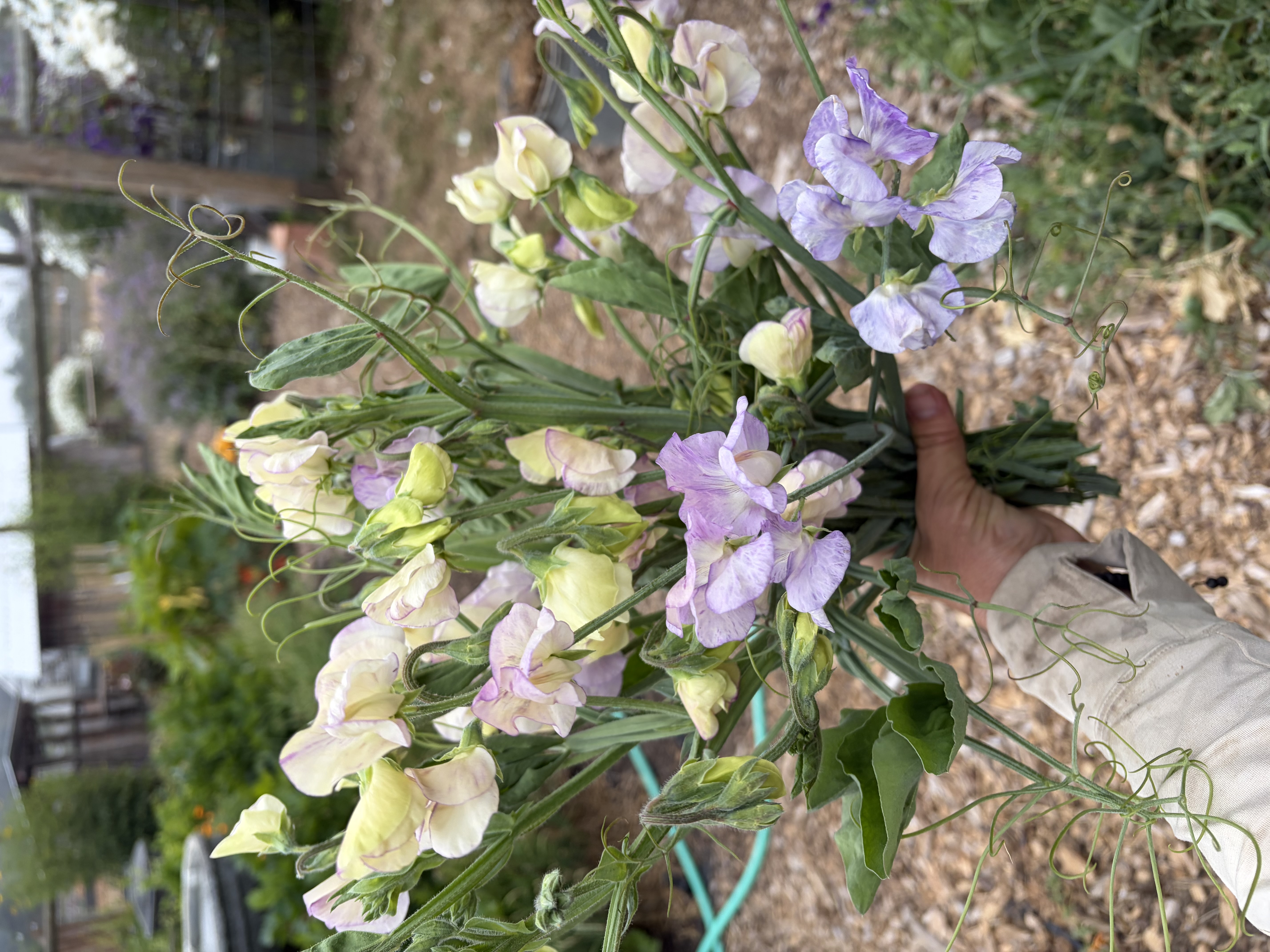 LATHYRUS odoratus Kings High Scent