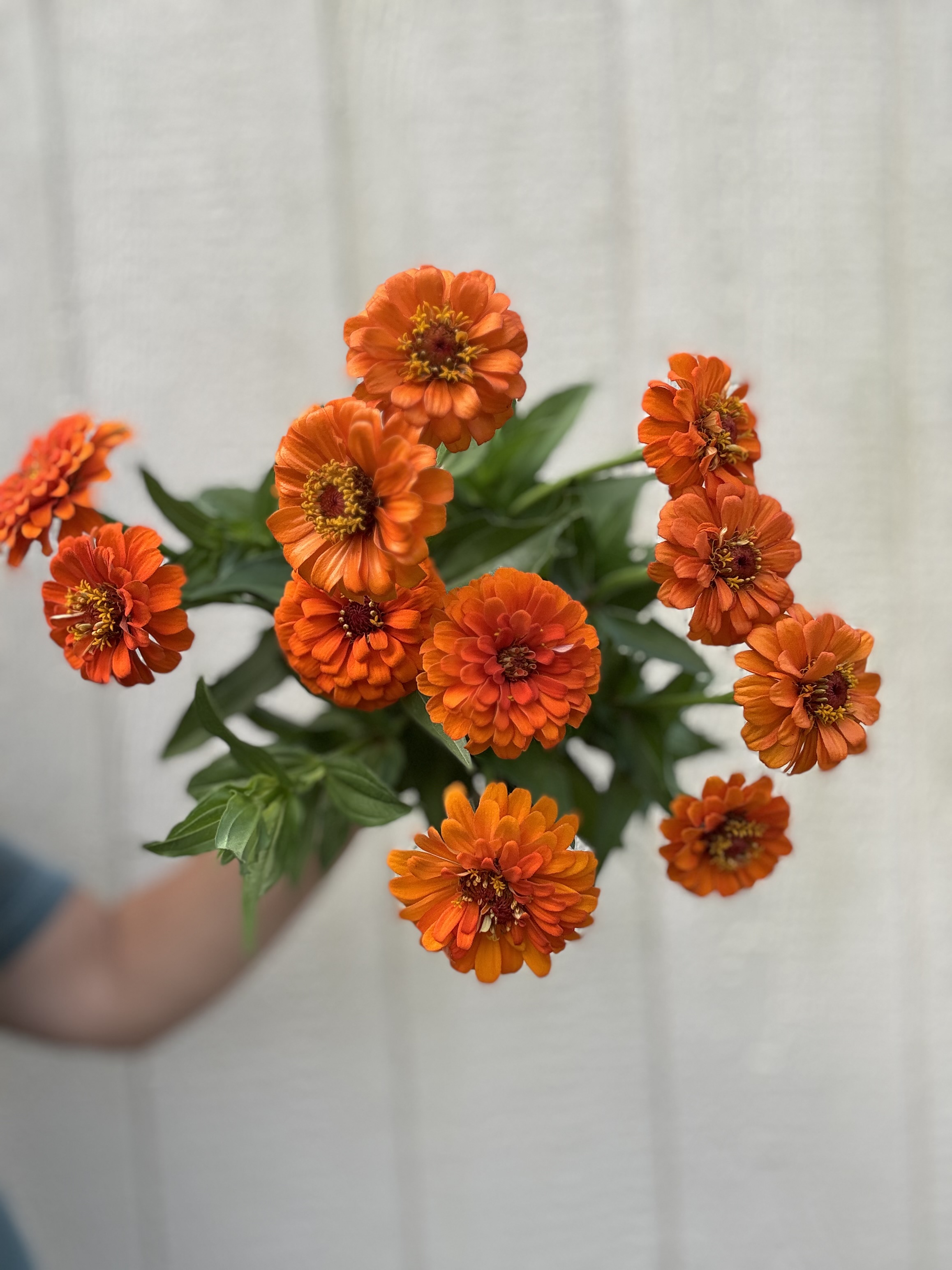 ZINNIA elegans Queeny Pure Orange