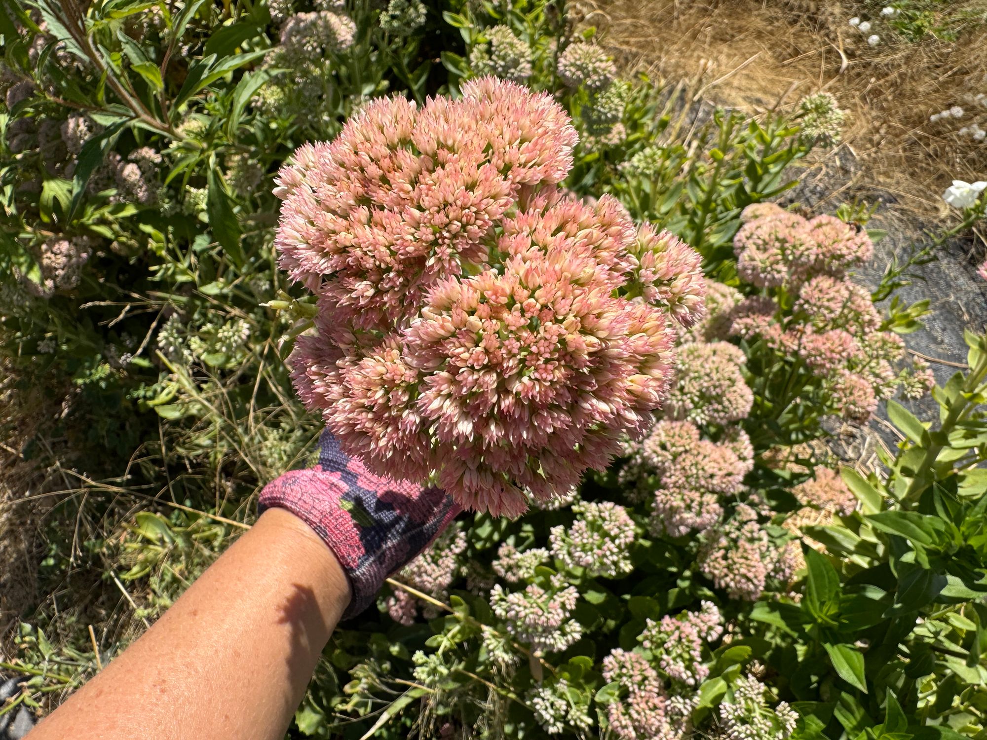 HYLOTELEPHIUM spectabile Autumn Joy