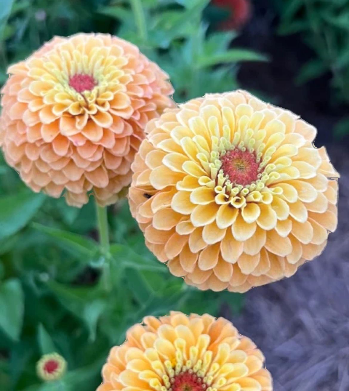 ZINNIA elegans Queeny Lemon Peach