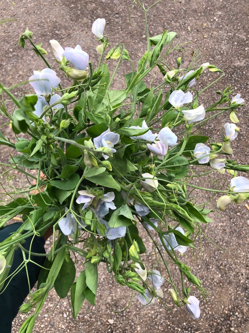 LATHYRUS odoratus Lunar Blue