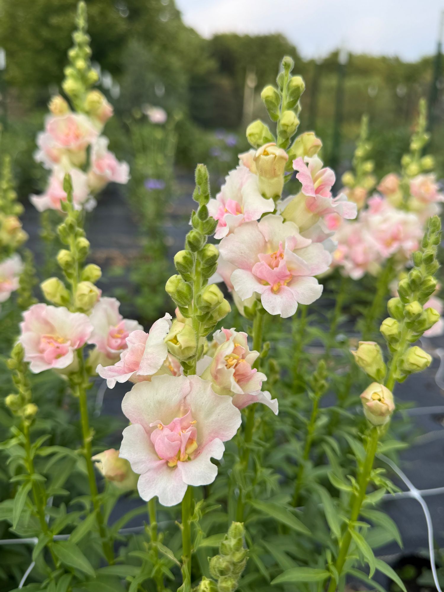 ANTIRRHINUM majus Double Frappe Light Pink II