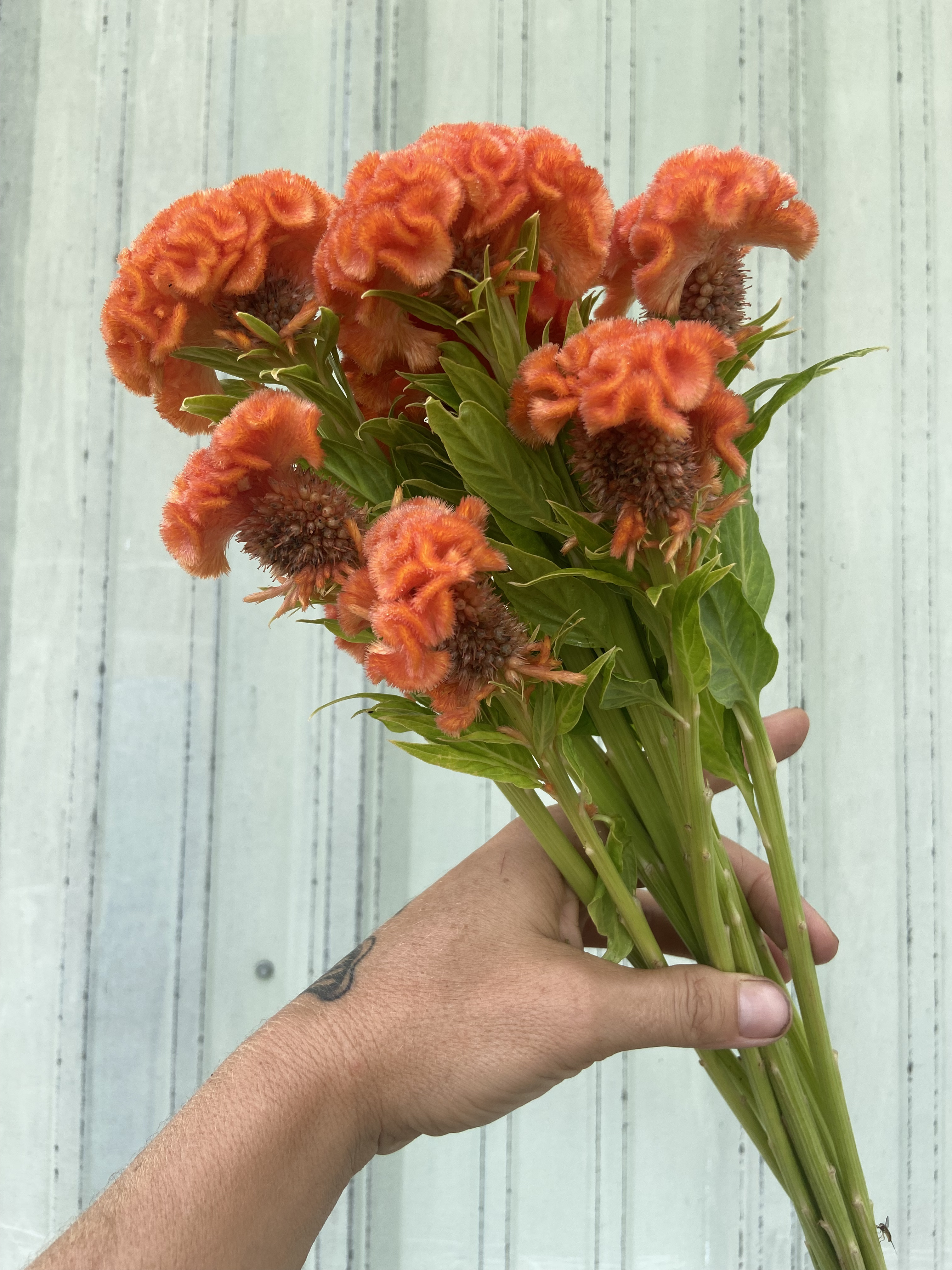 CELOSIA argentea var. cristata Orange Queen