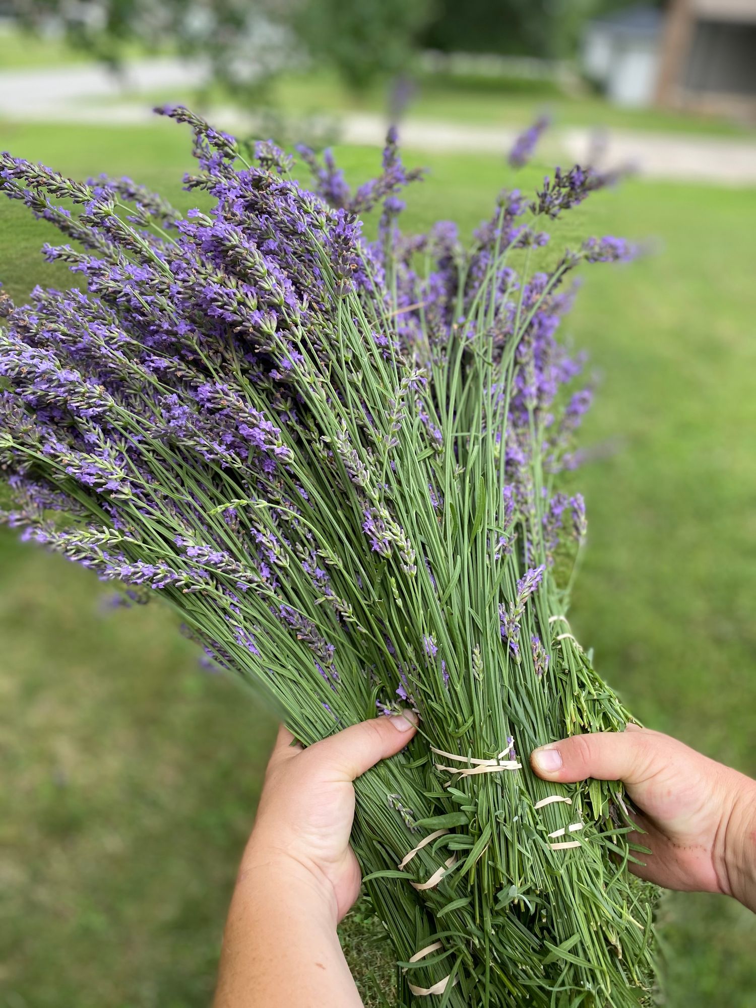 LAVANDULA angustifolia