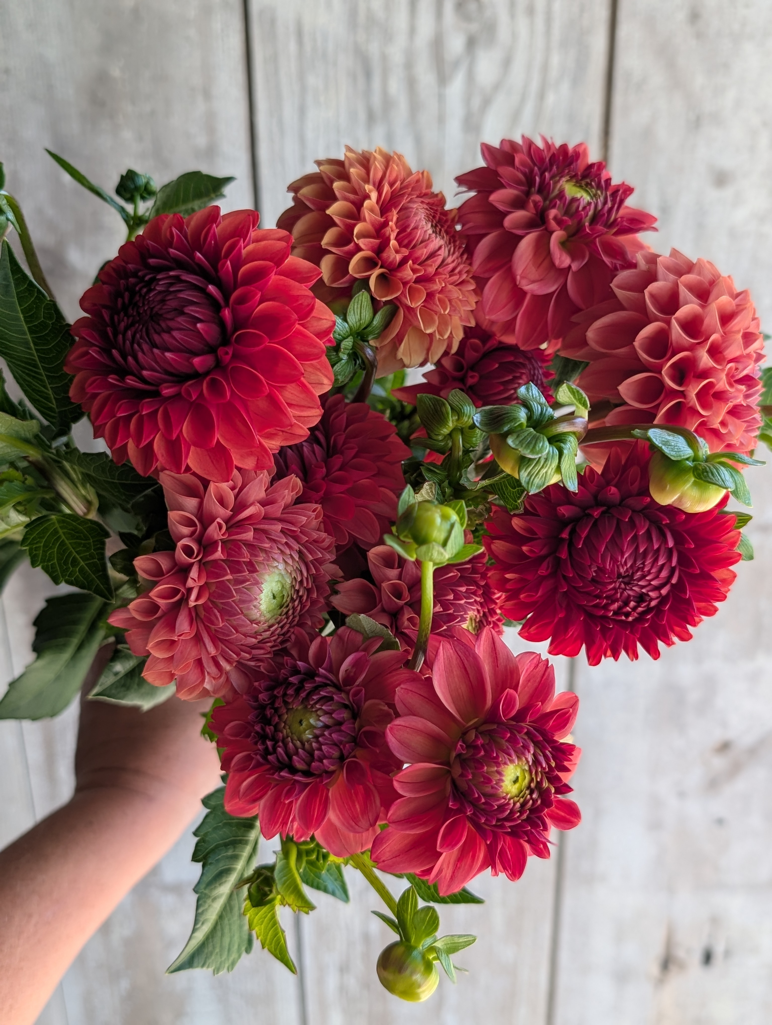 DAHLIA