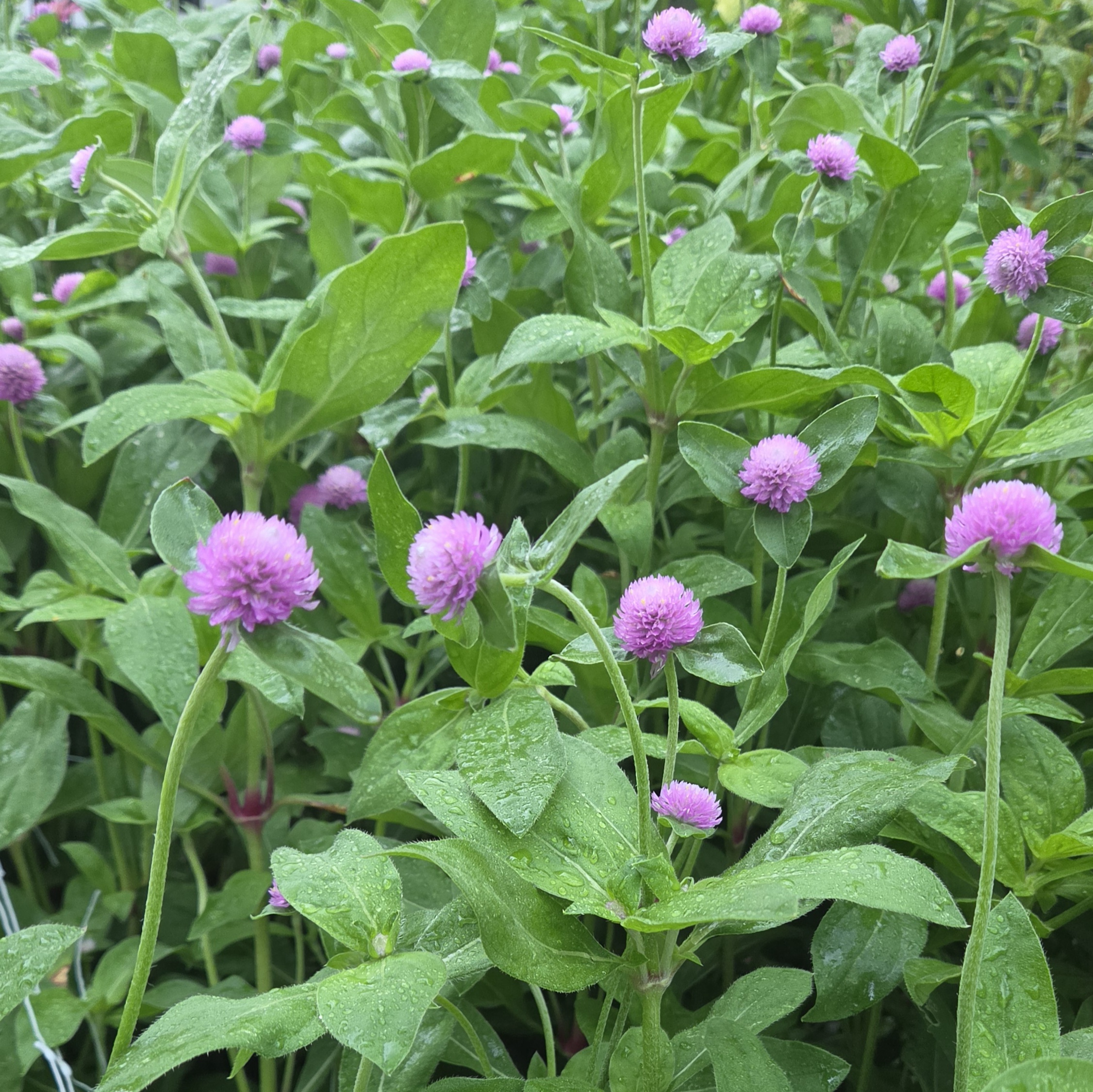 GOMPHRENA globosa Audray