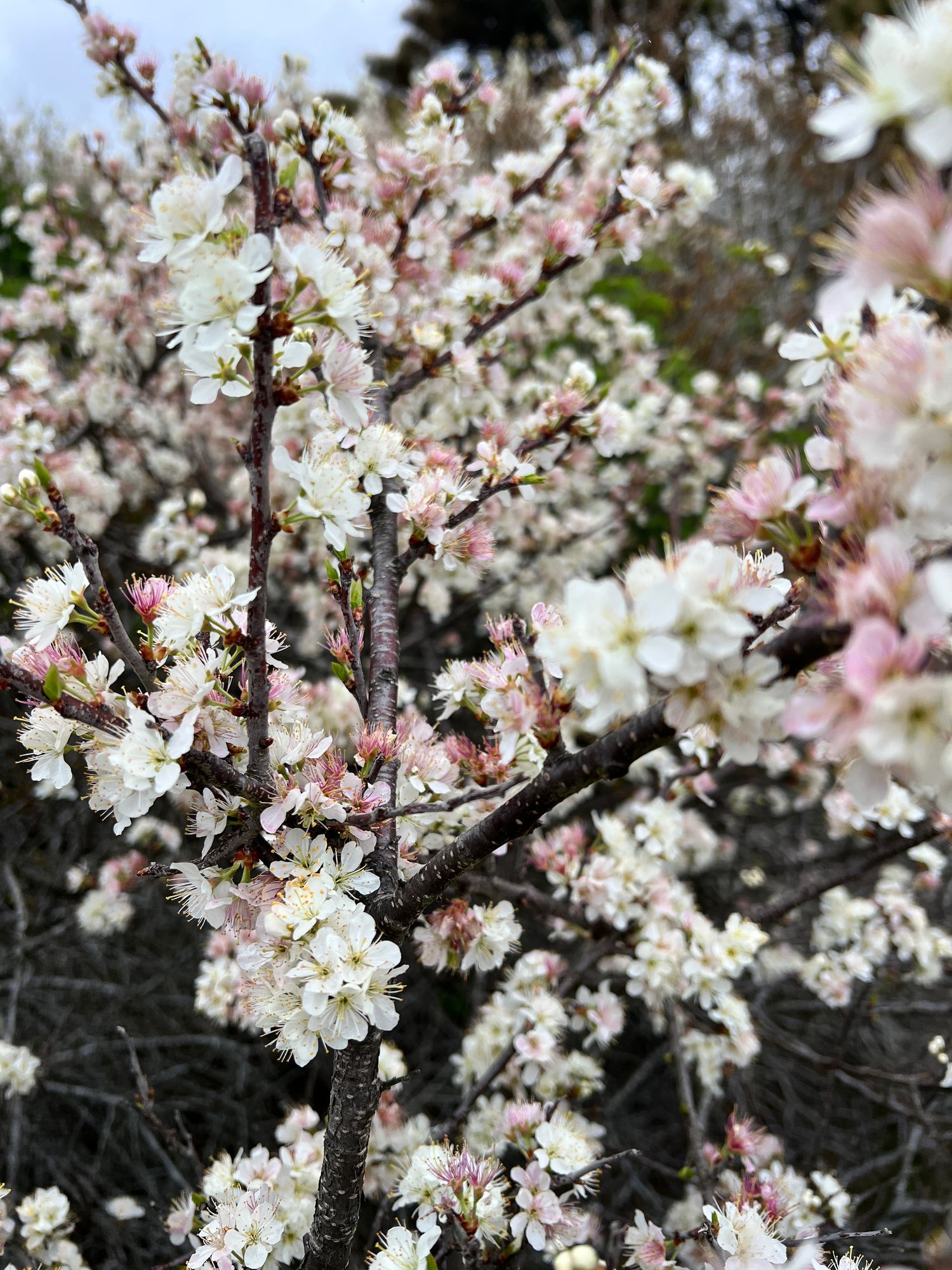 PRUNUS avium