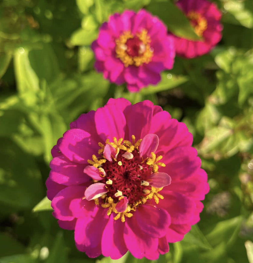 ZINNIA elegans Oklahoma Carmine Rose