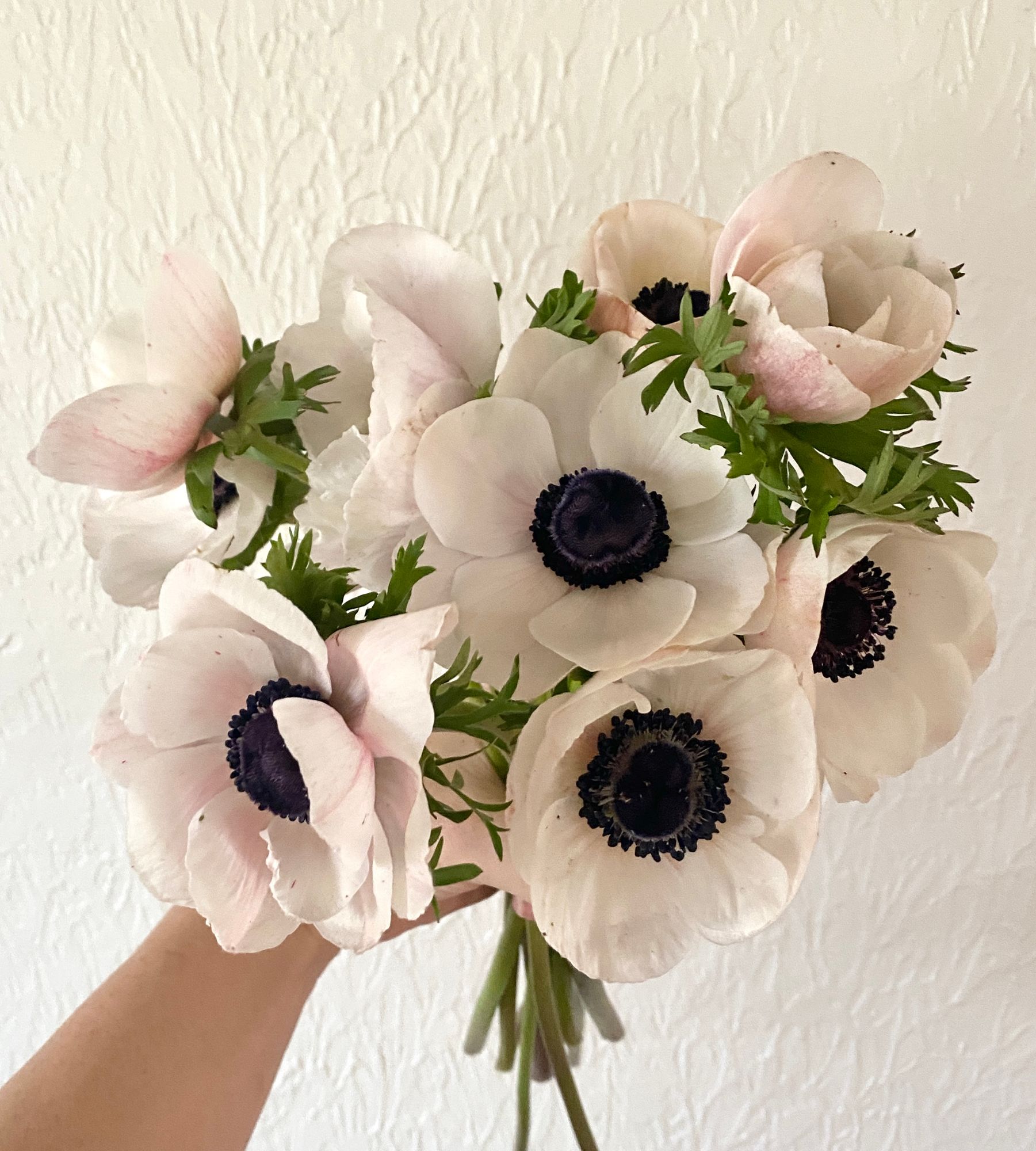 ANEMONE coronaria Edge Bianco