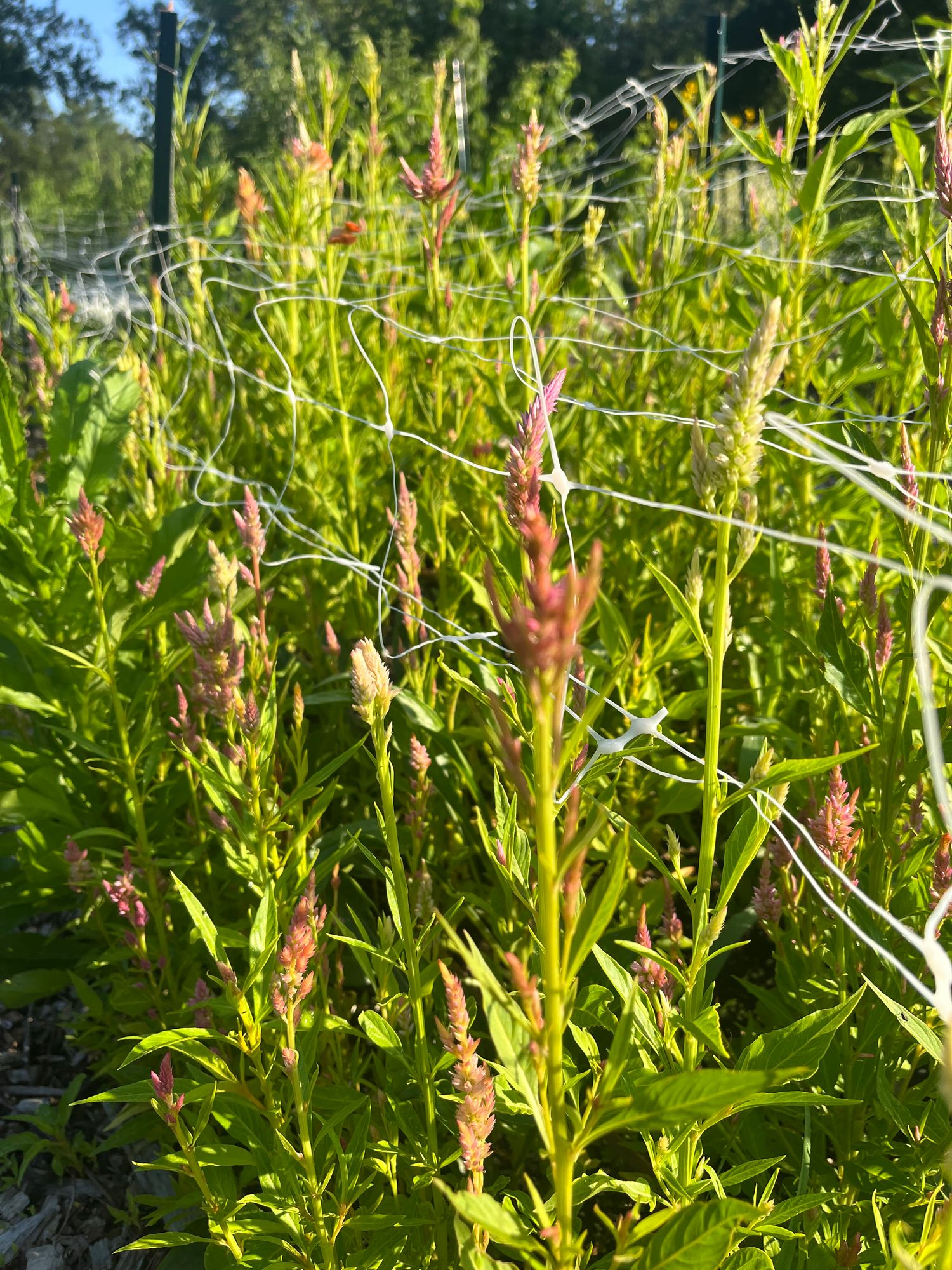CELOSIA argentea var. plumosa