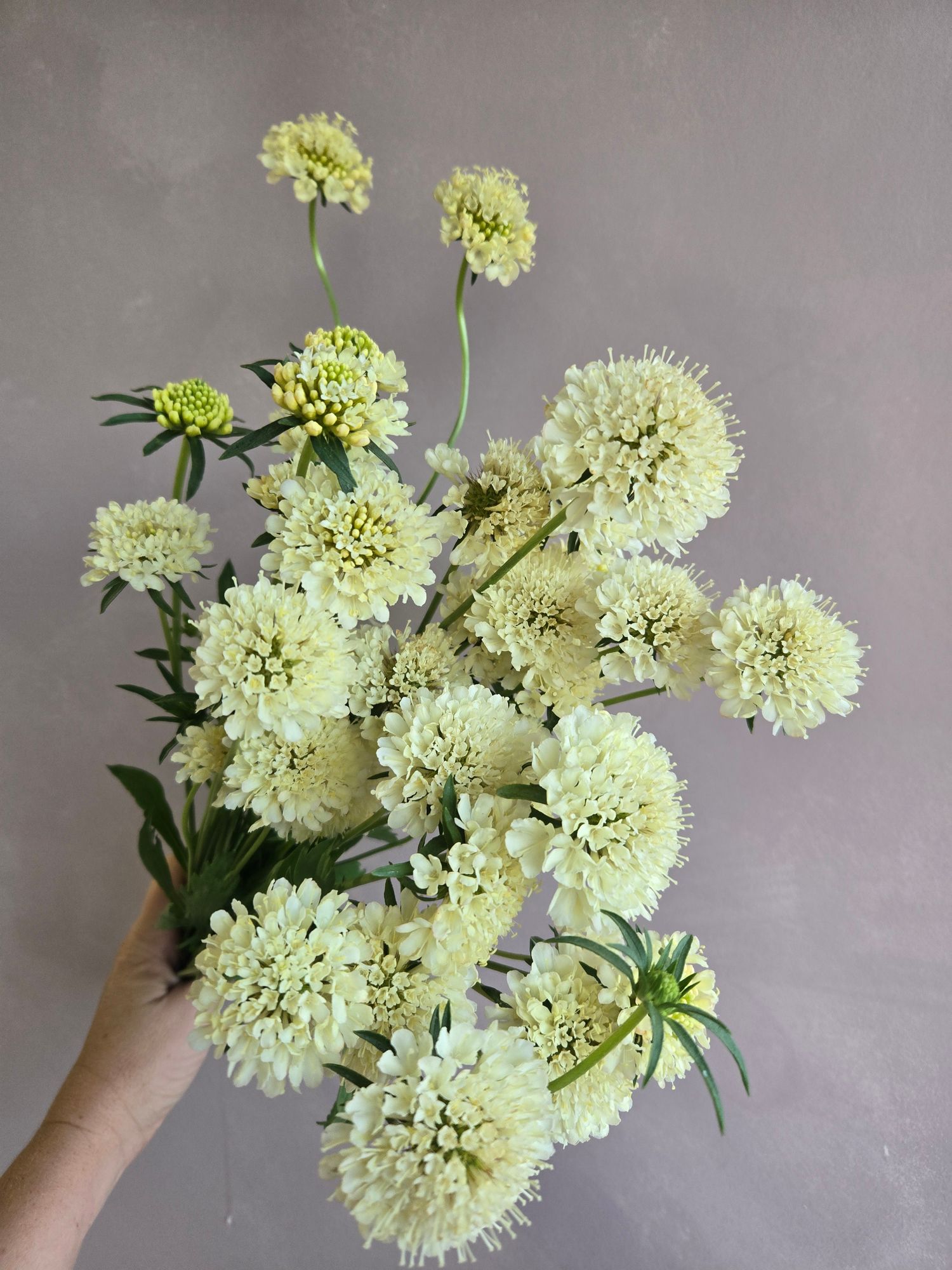 SCABIOSA