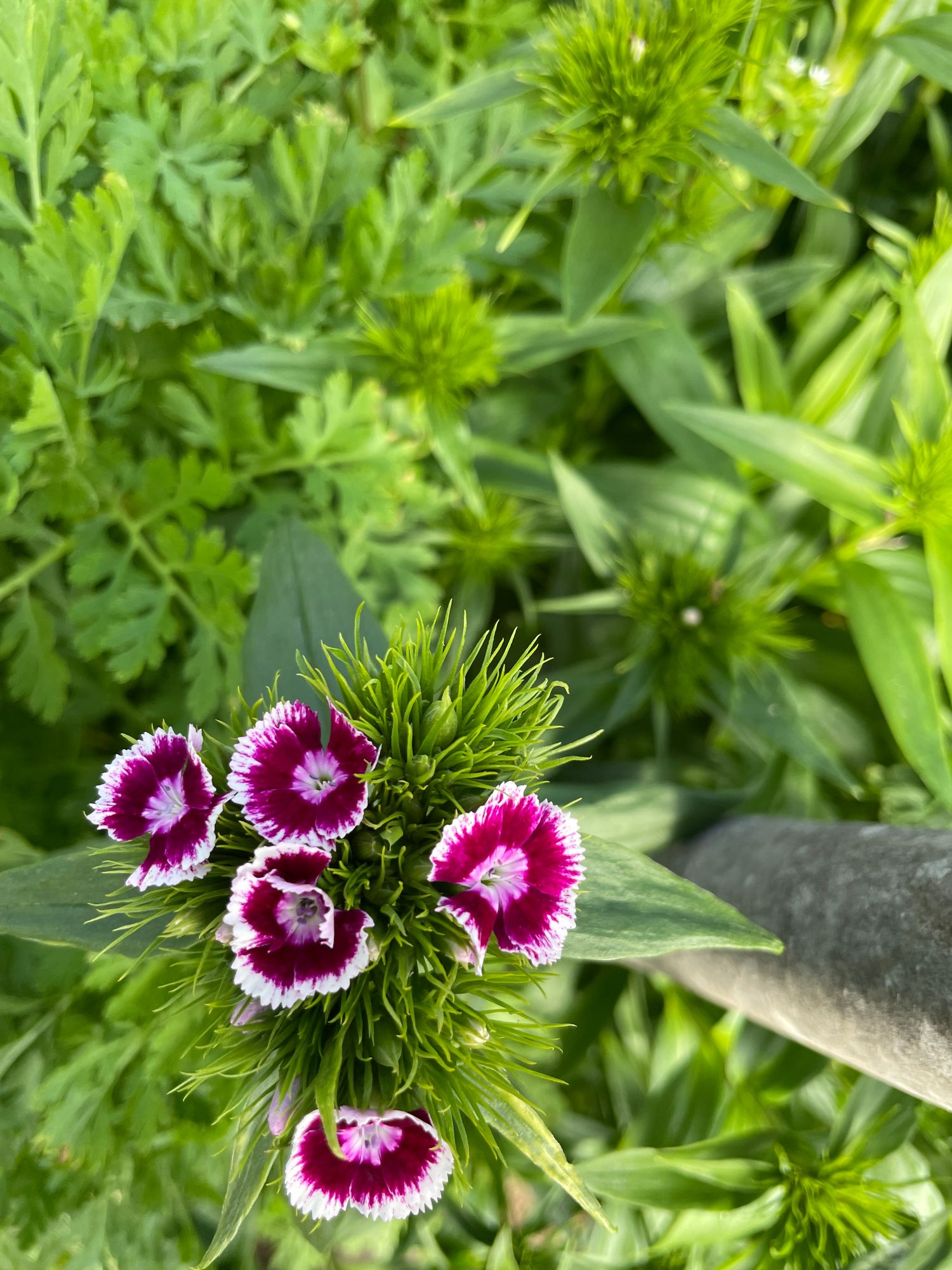 DIANTHUS barbatus Sweet Purple/White Bi-Color