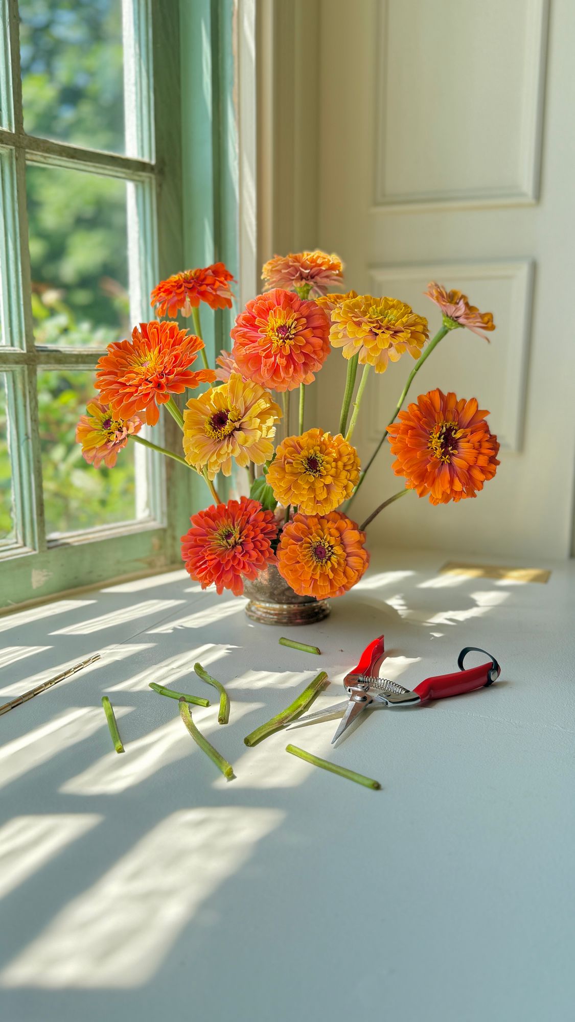 ZINNIA elegans Aurora