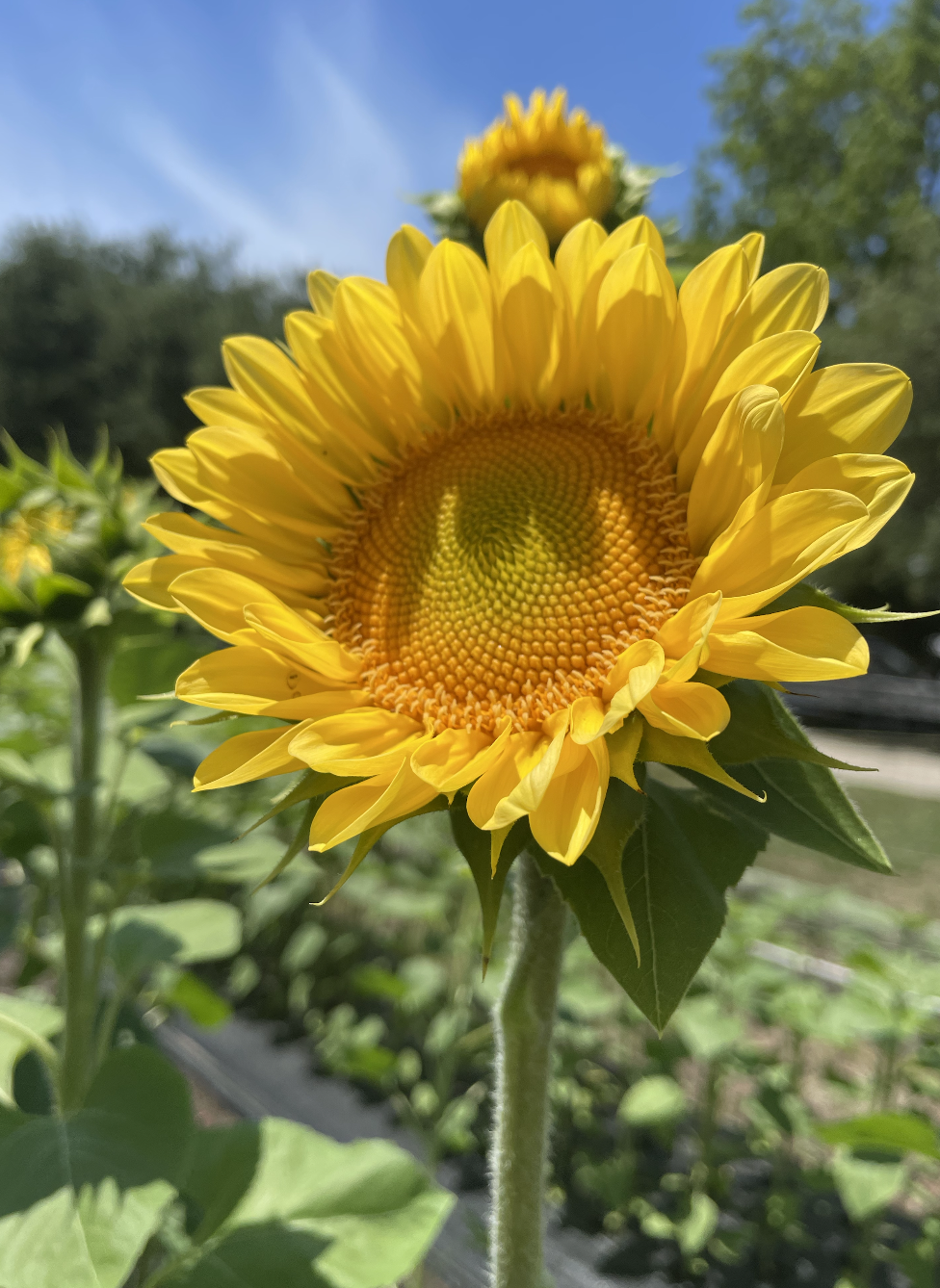 HELIANTHUS annuus ProCut Peach