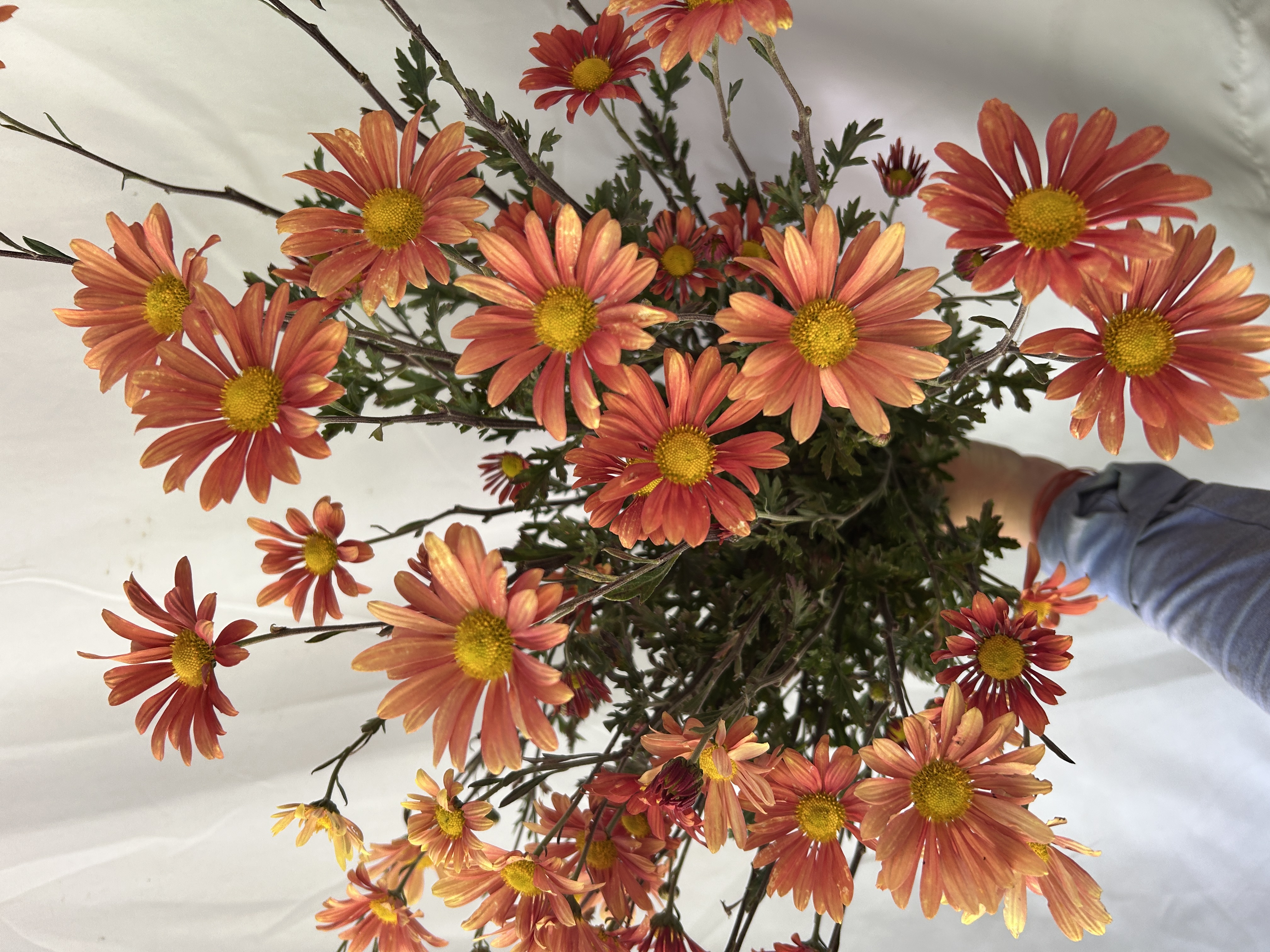 CHRYSANTHEMUM x Campfire Glow