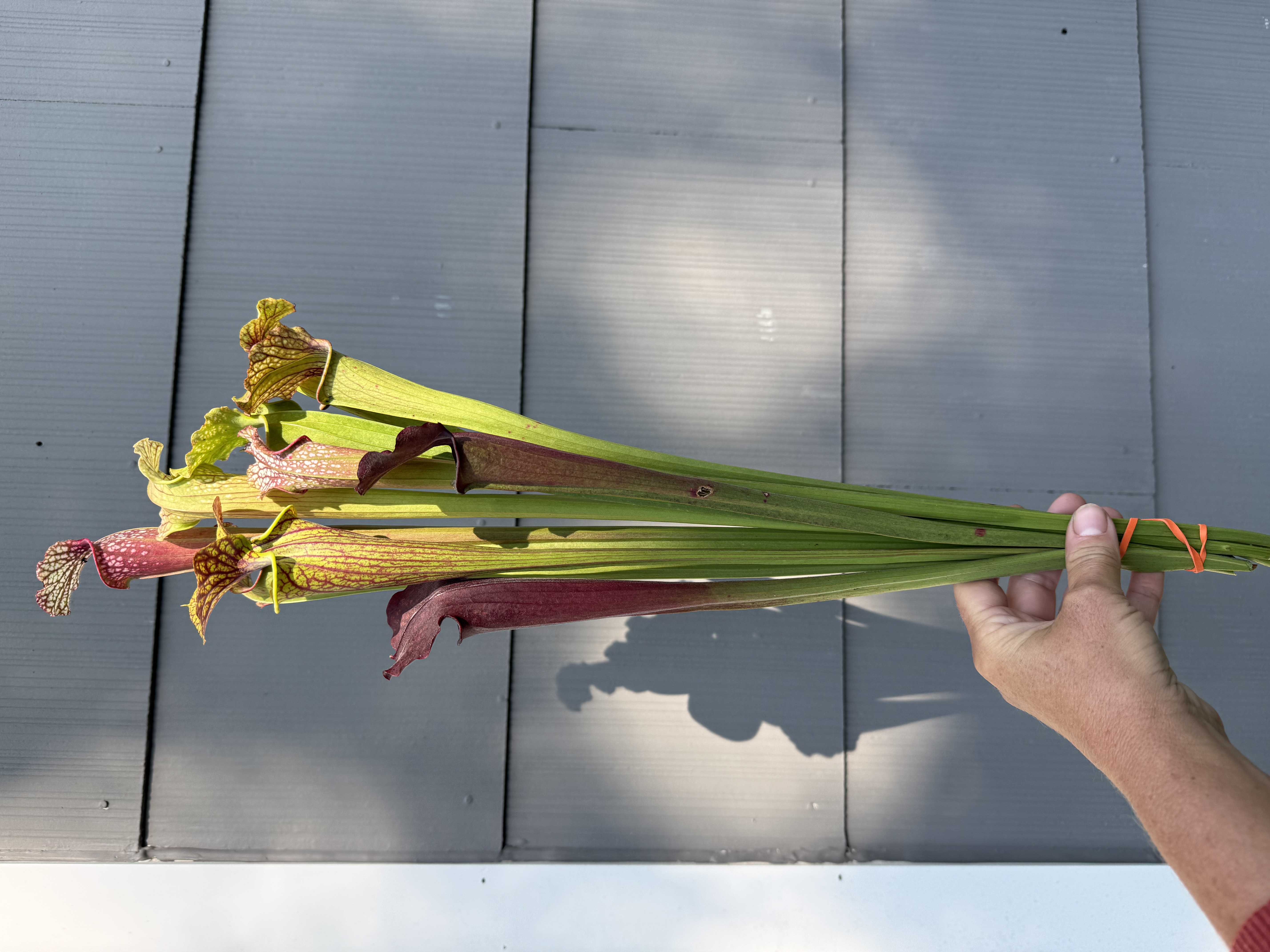 SARRACENIA x