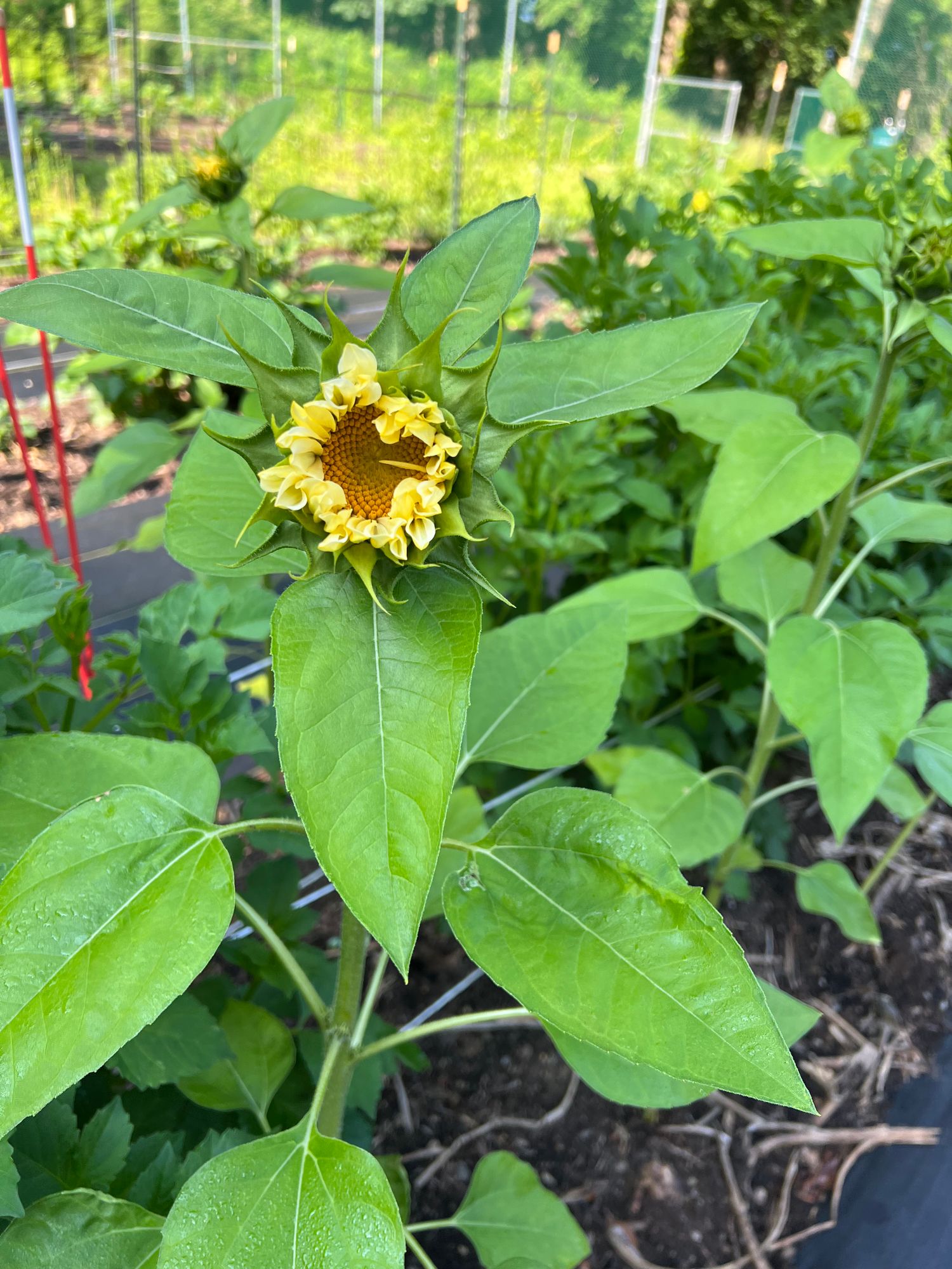 HELIANTHUS annuus ProCut White Lite