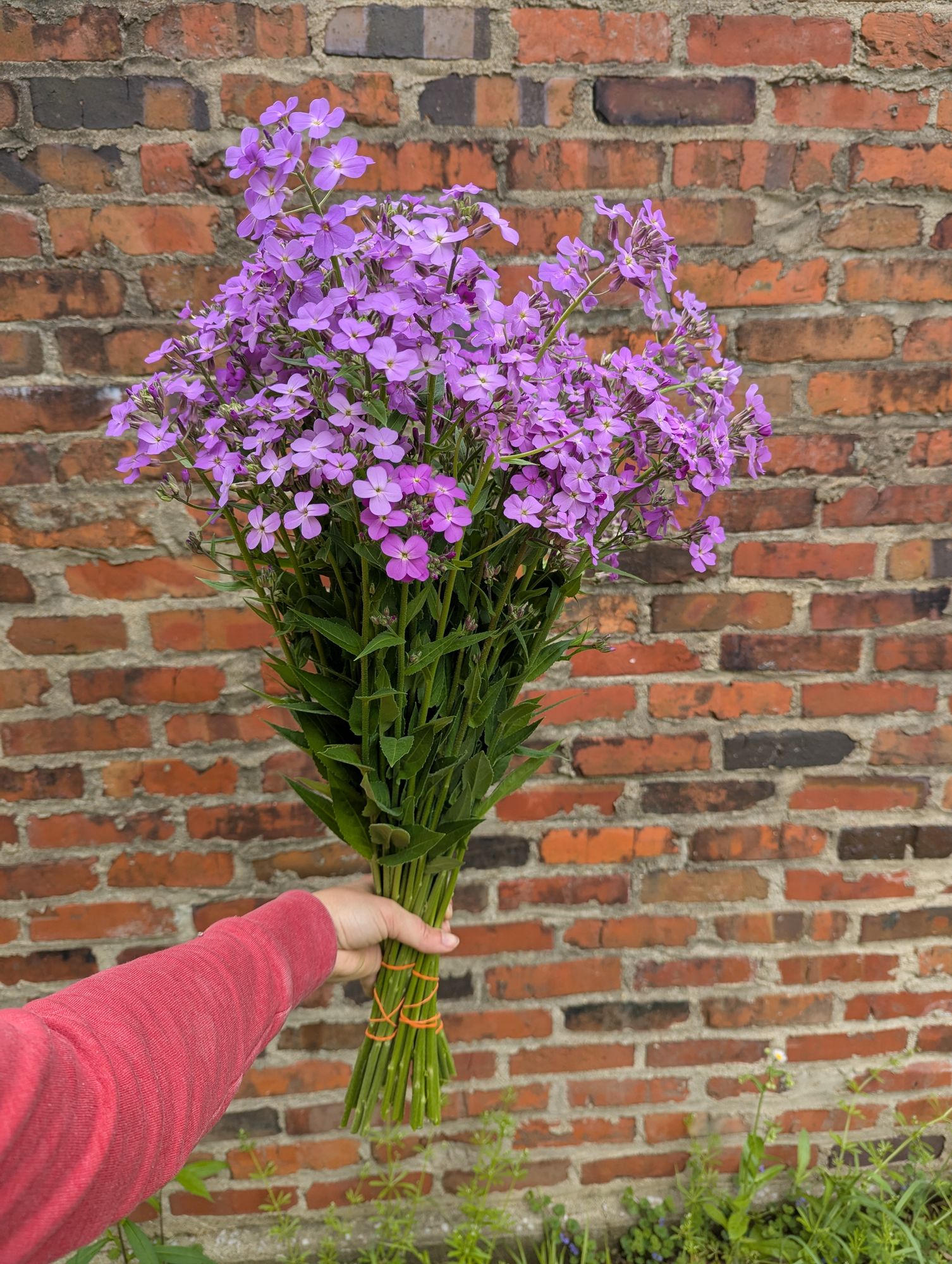 HESPERIS matronalis