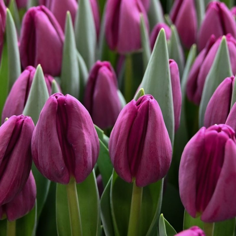 TULIPA
