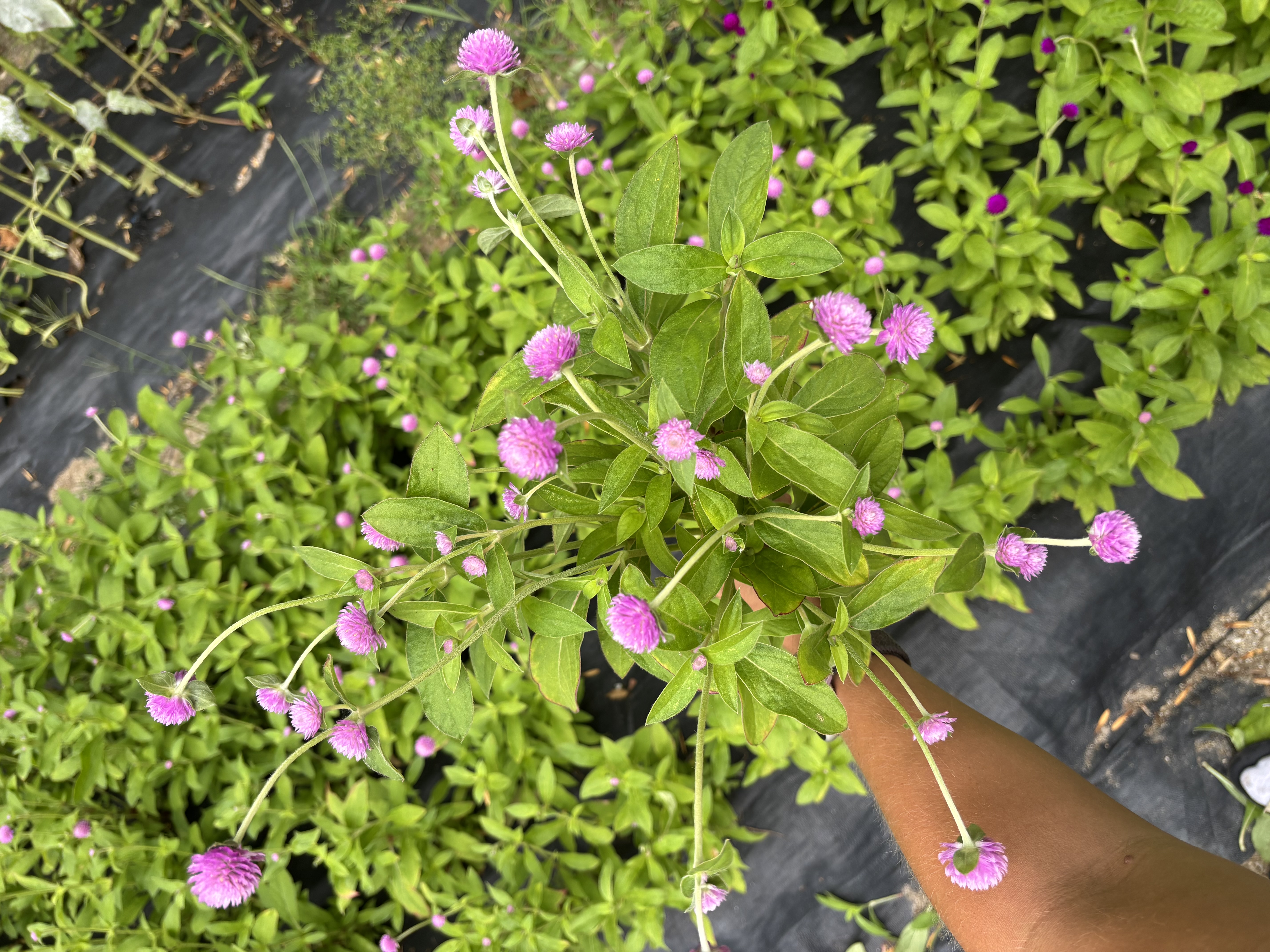 GOMPHRENA globosa Audray