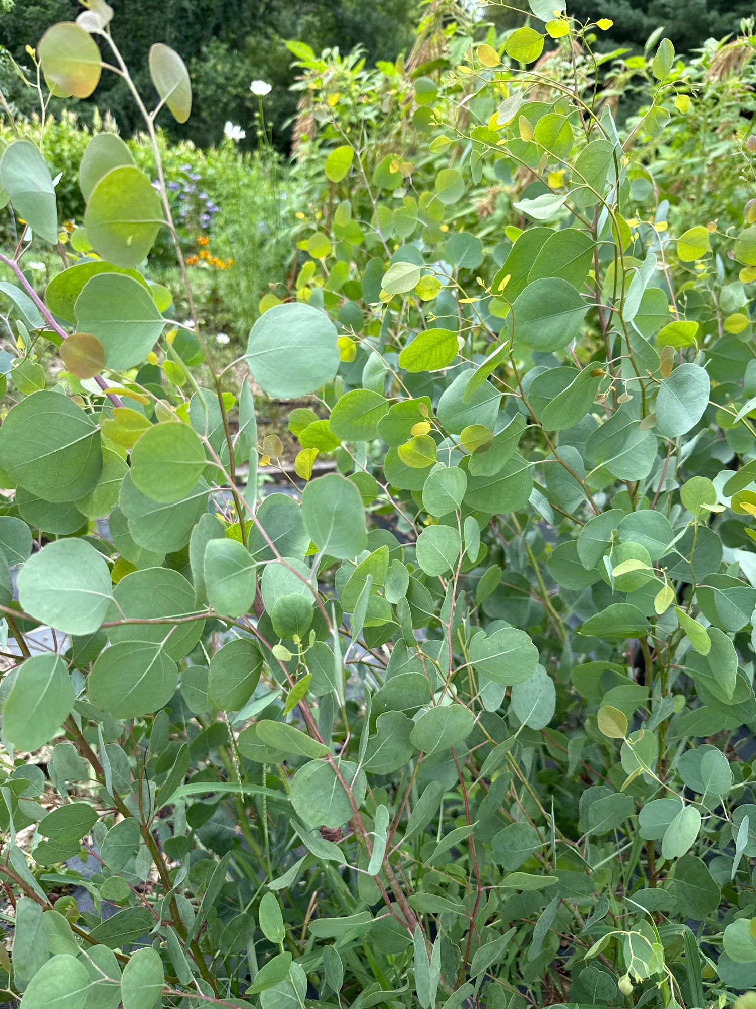 EUCALYPTUS polyanthemos