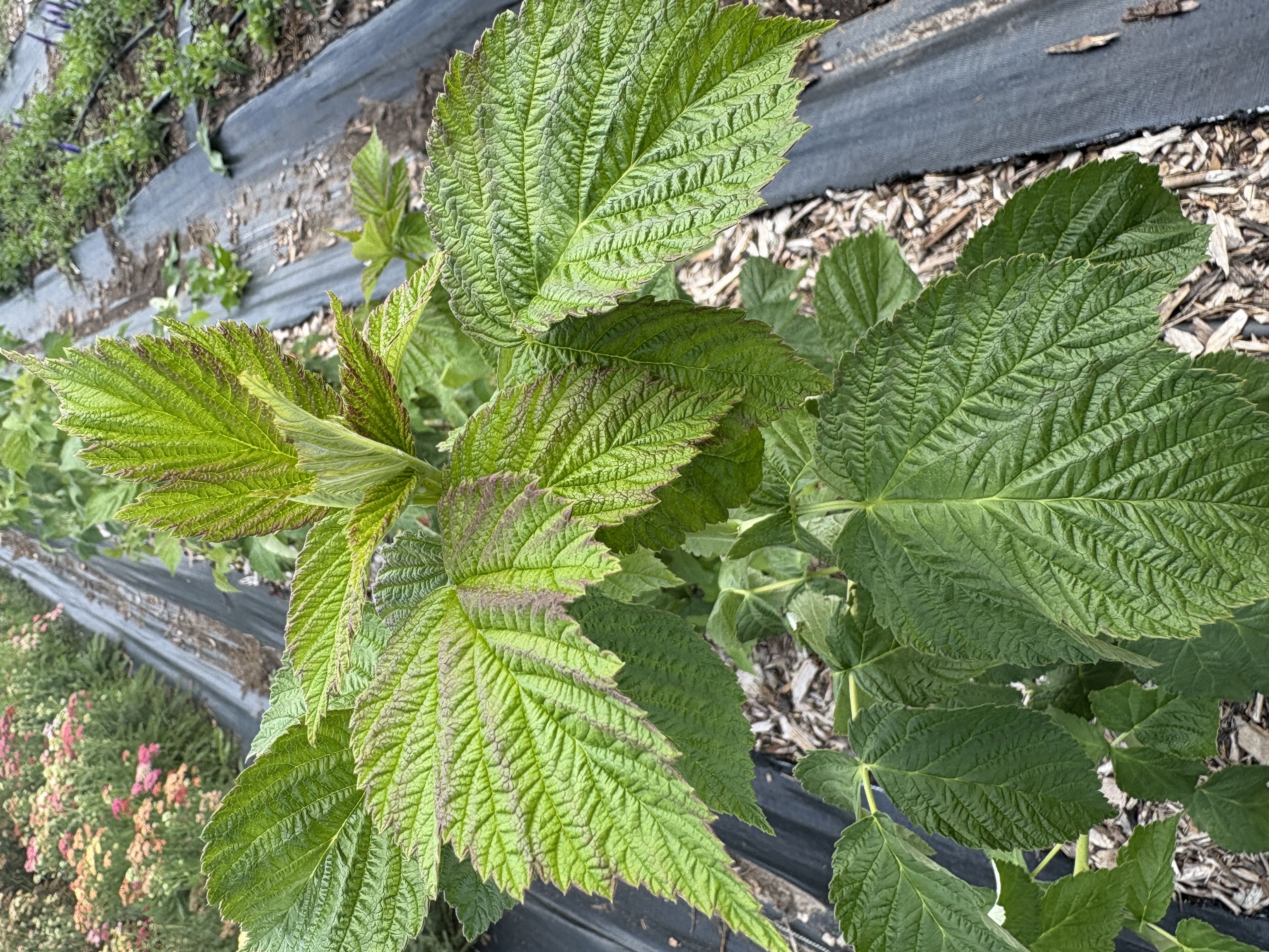 RUBUS idaeus Joan J