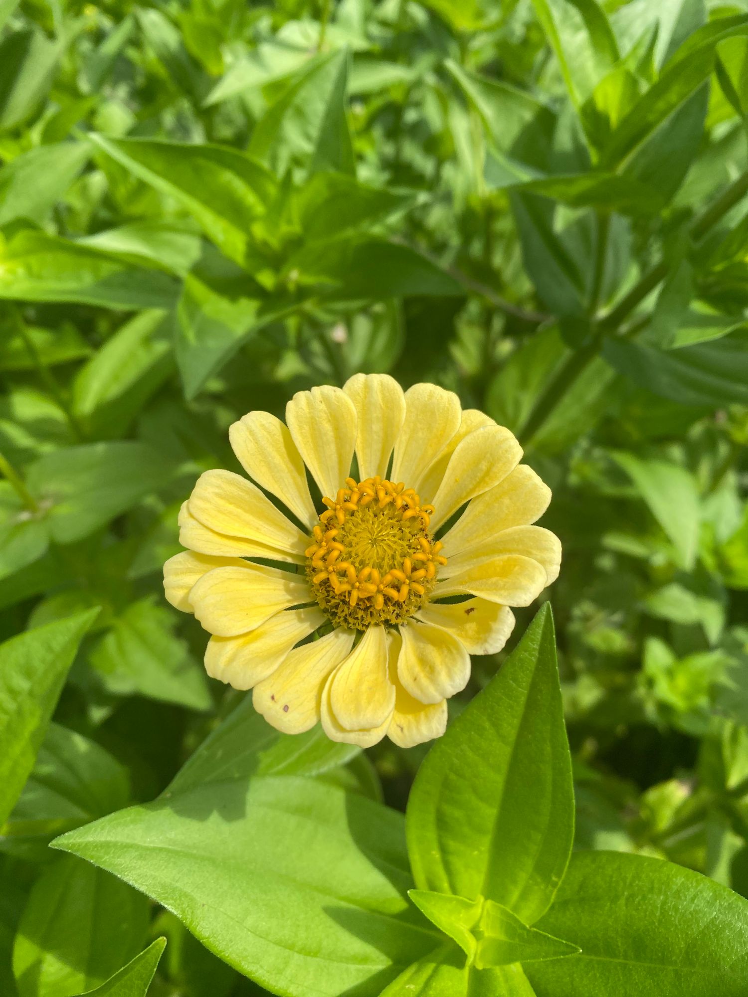 ZINNIA elegans Isabellina