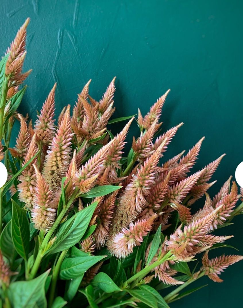 CELOSIA argentea spicata Celway Terracotta