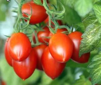 Nightshade: Tomato, Roma 3# clamshell