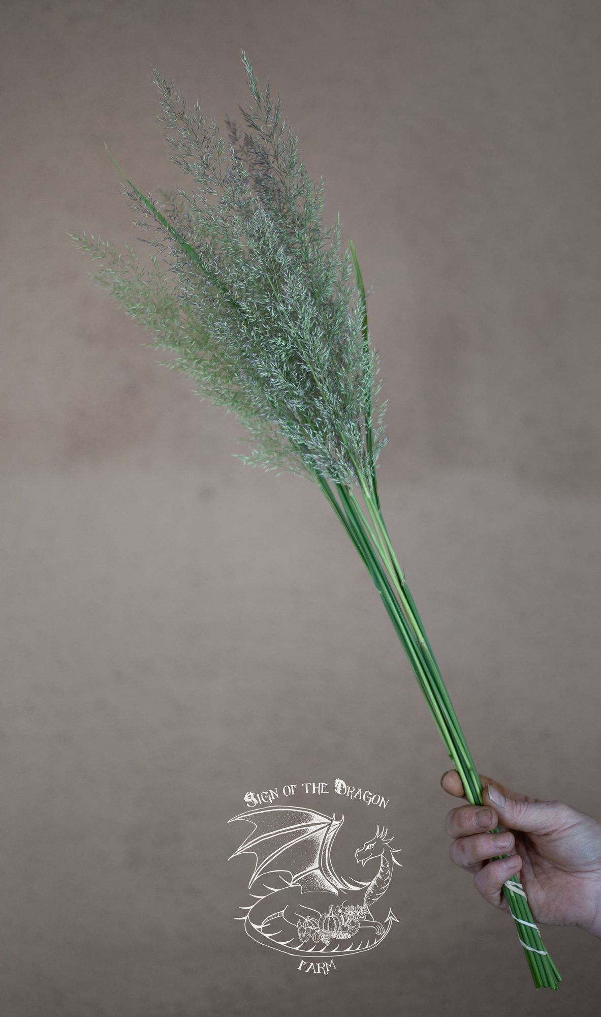 CALAMAGROSTIS x acutiflora Karl Foerster