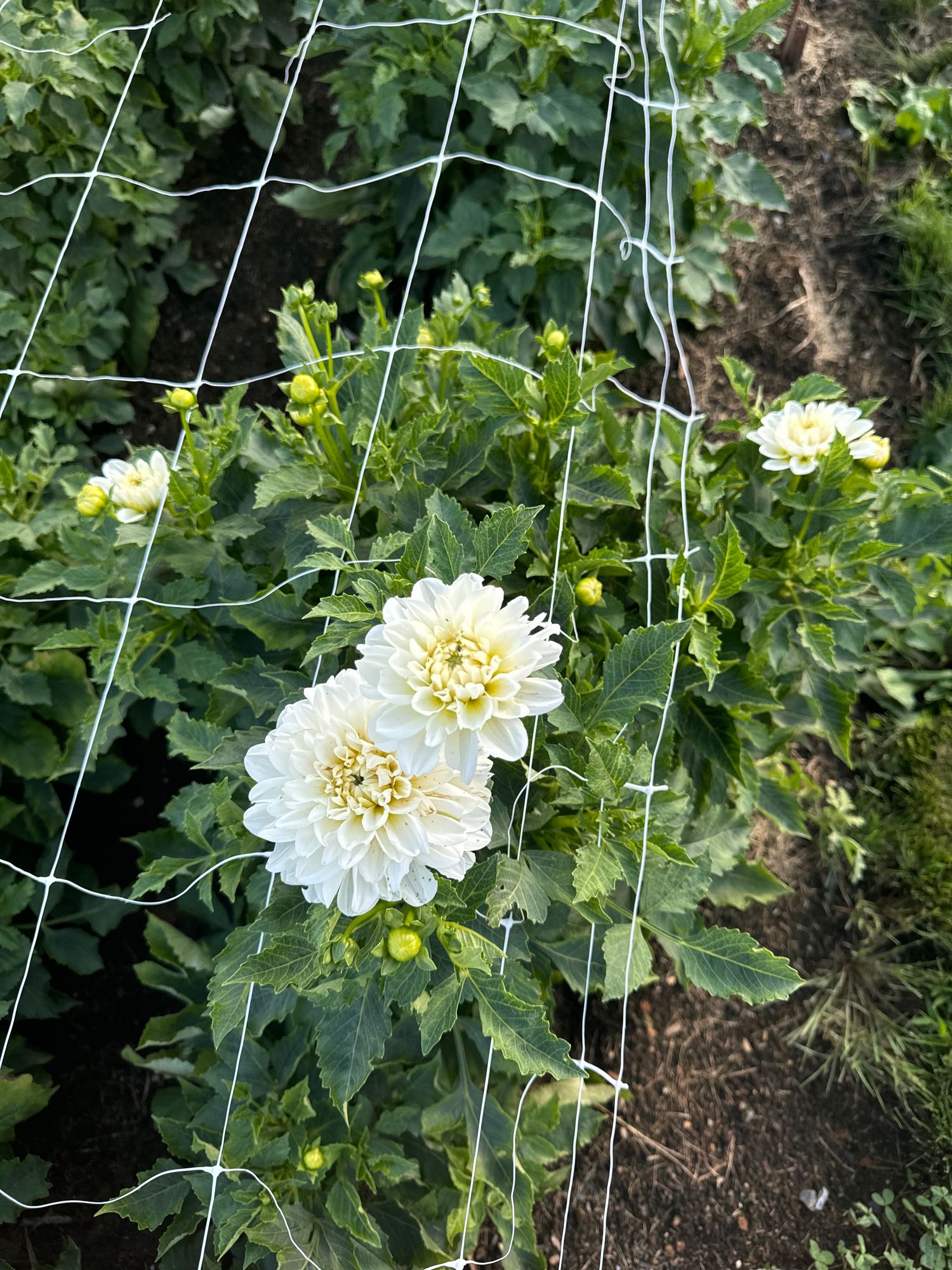 DAHLIA Bride To Be