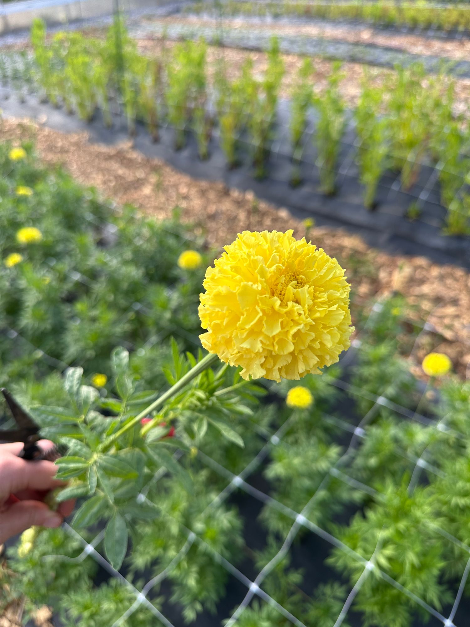 TAGETES erecta Nosento Limegreen