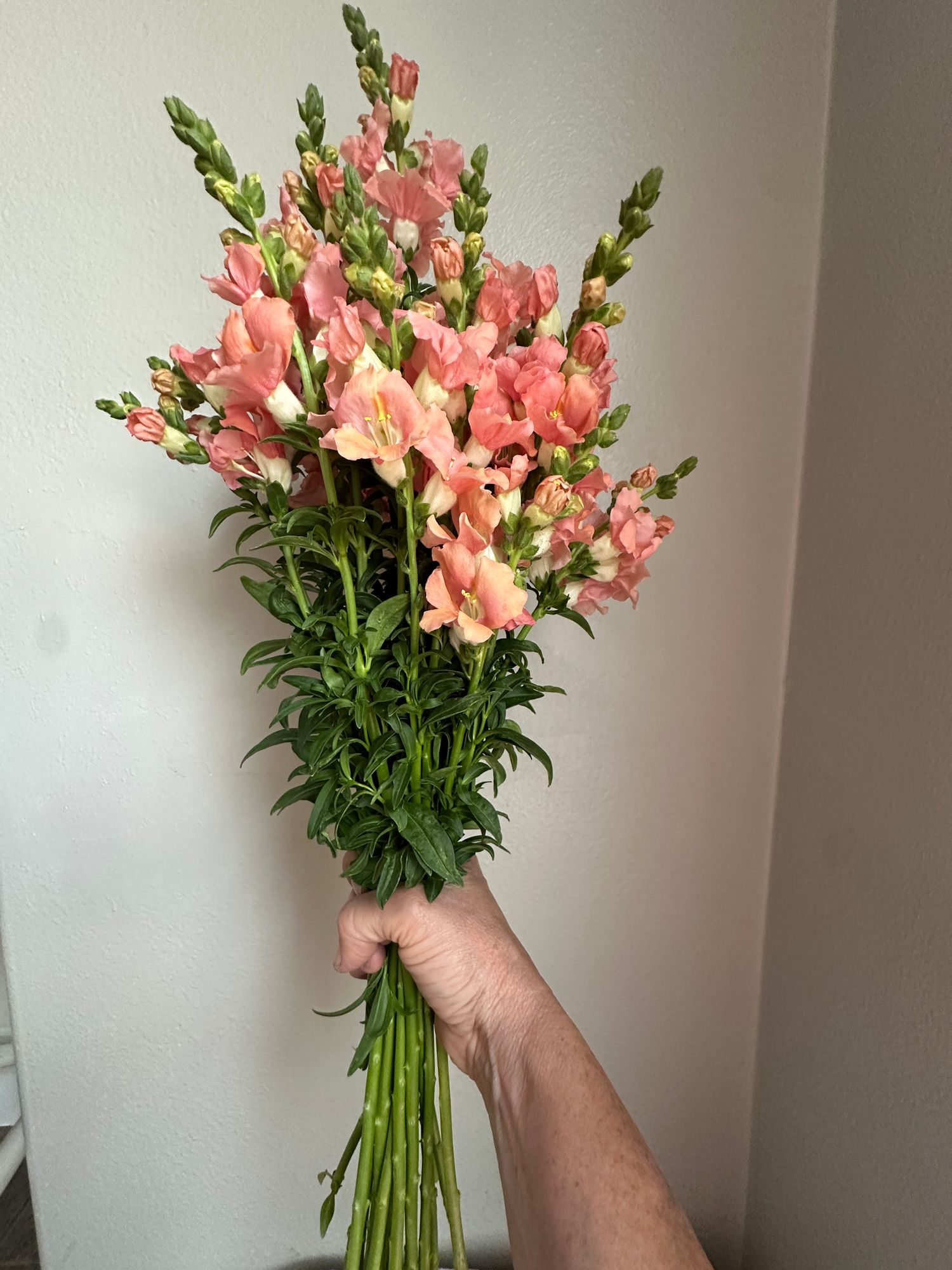 ANTIRRHINUM majus Chantilly Light Salmon