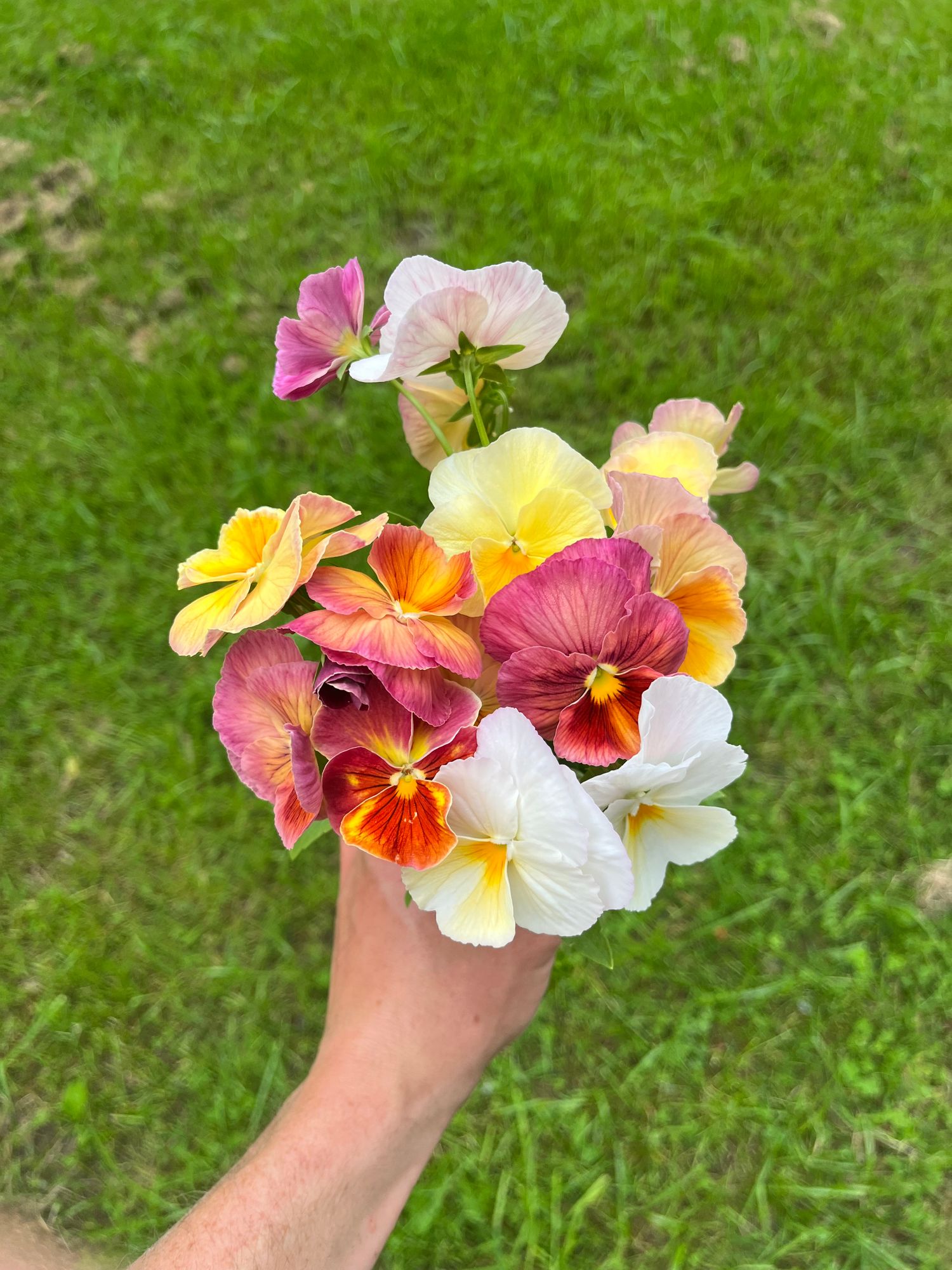 VIOLA x wittrockiana Imperial Antique Shades