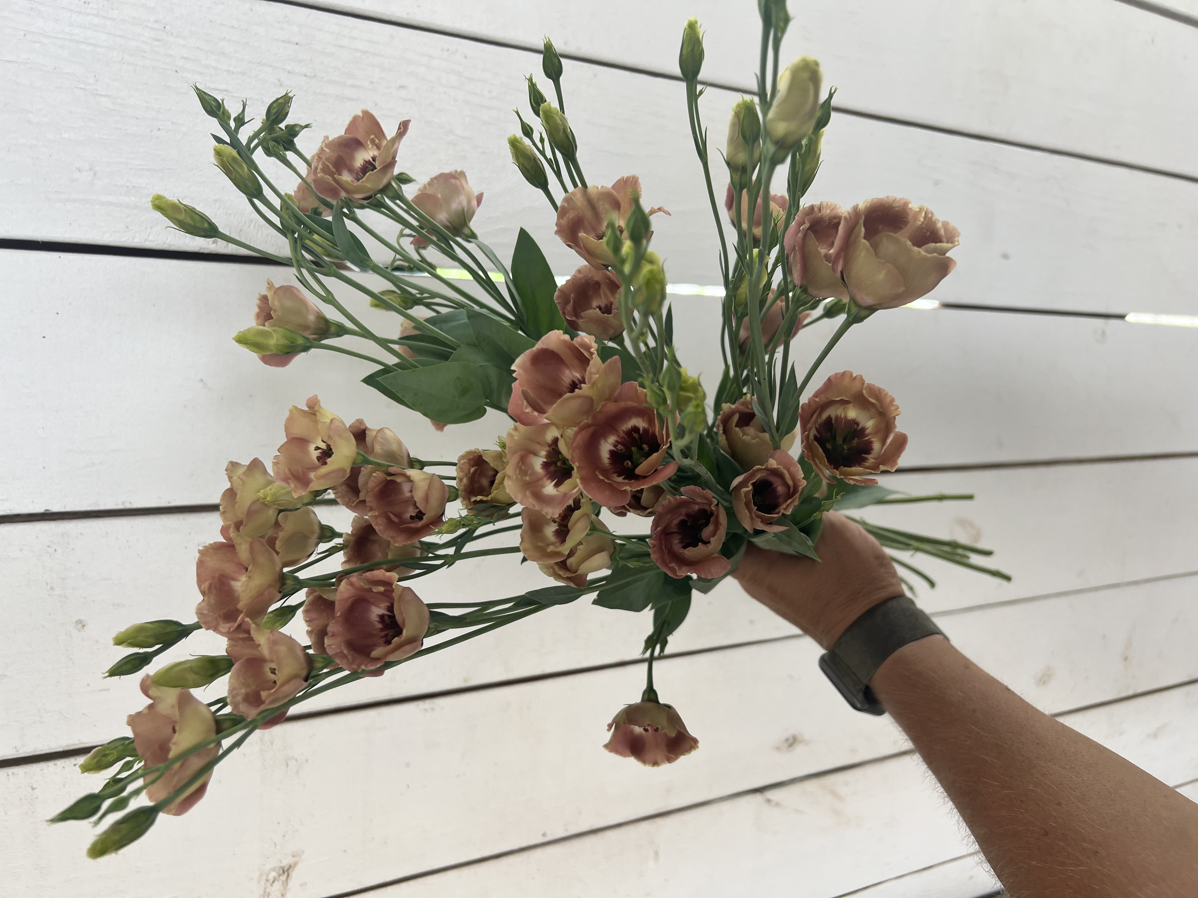 EUSTOMA grandiflorum Pucchino Choco