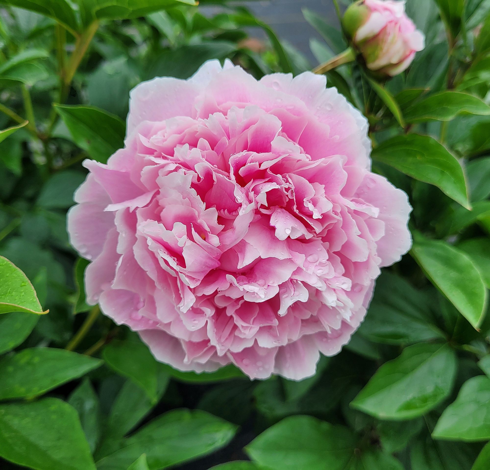 PAEONIA lactiflora Sarah Bernhardt