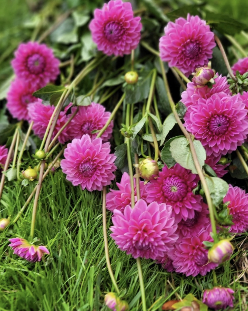 DAHLIA Pink Sylvia