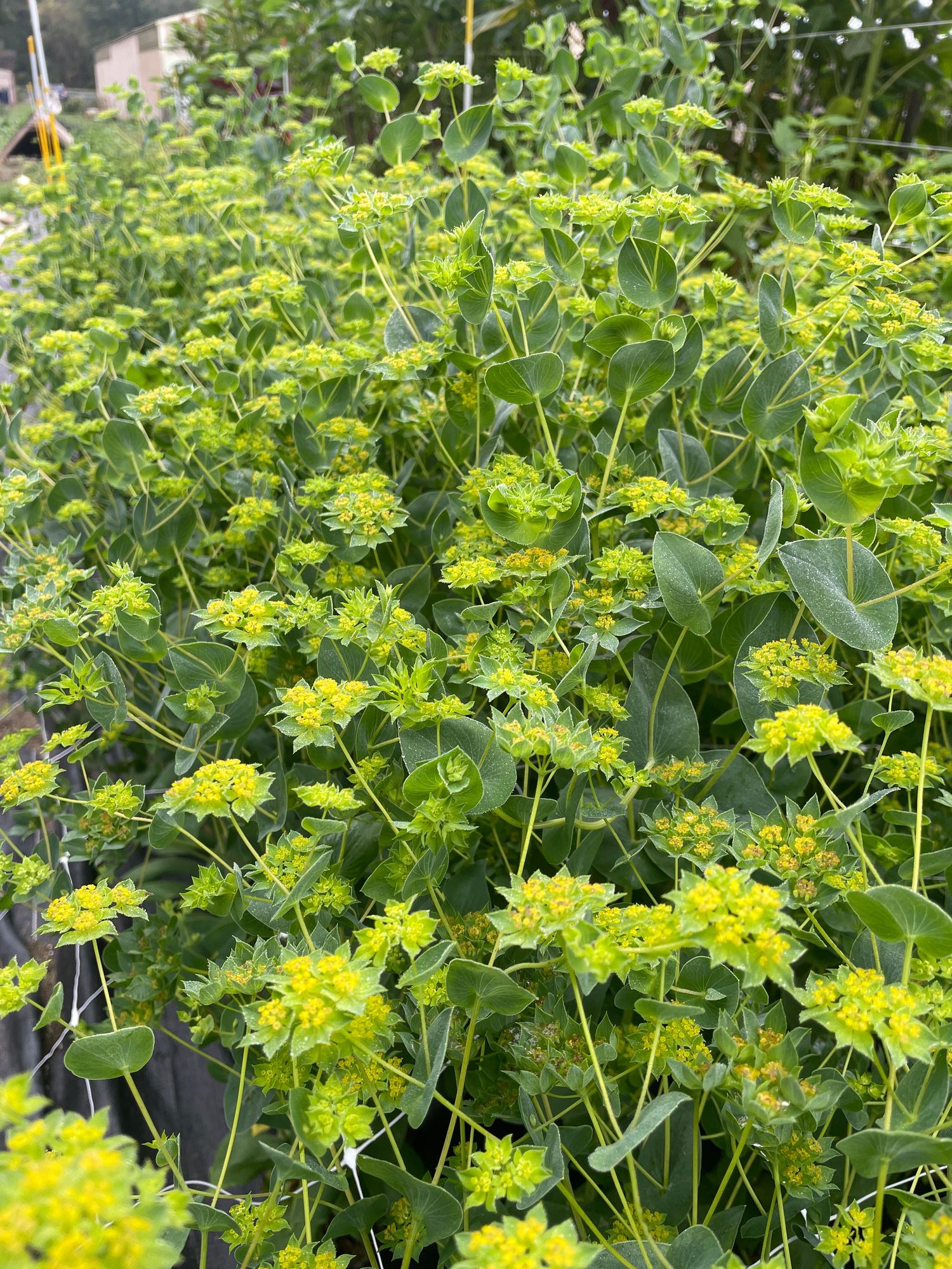 BUPLEURUM griffithii Green Gold