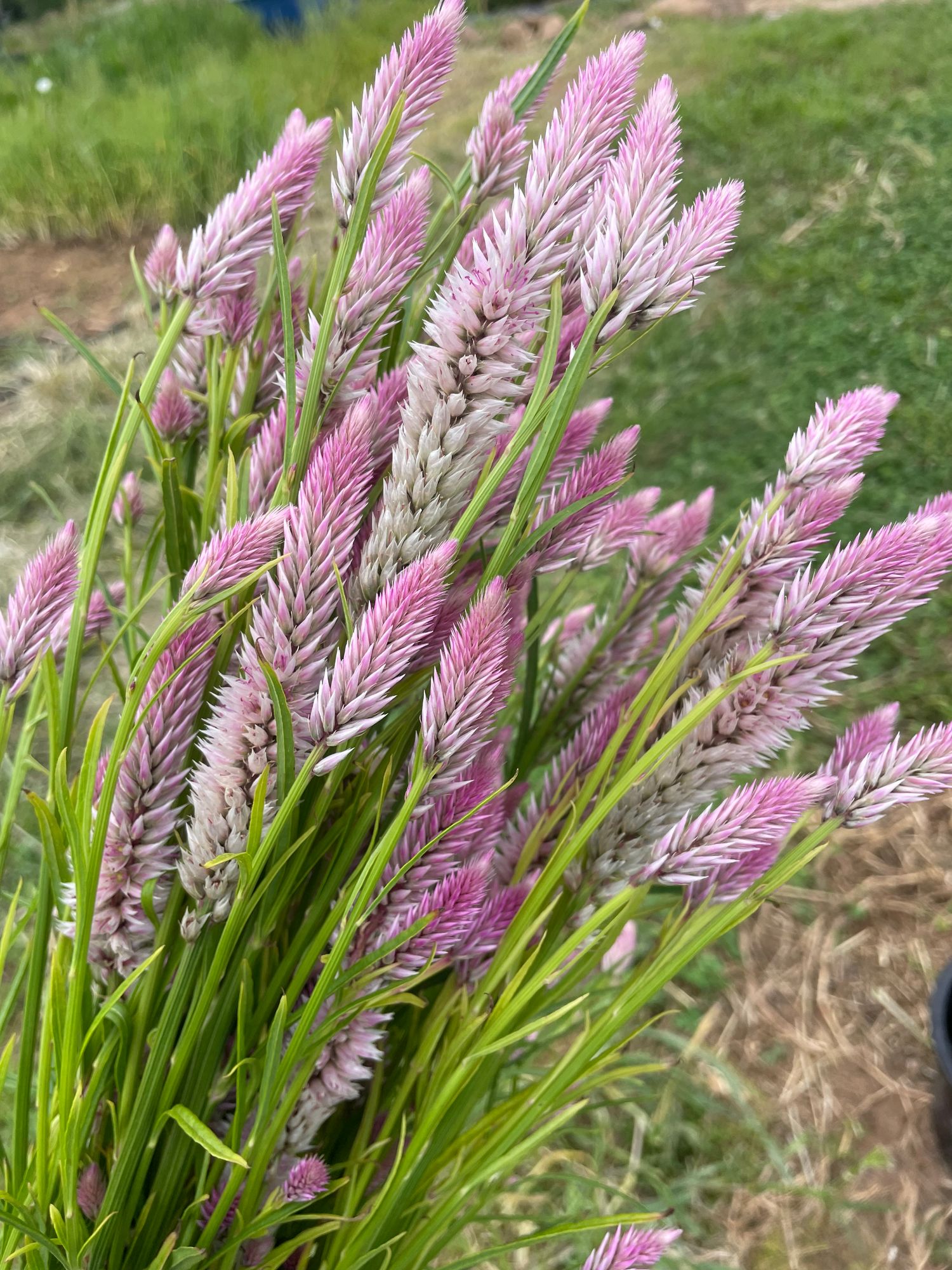CELOSIA argentea spicata Flamingo Feather