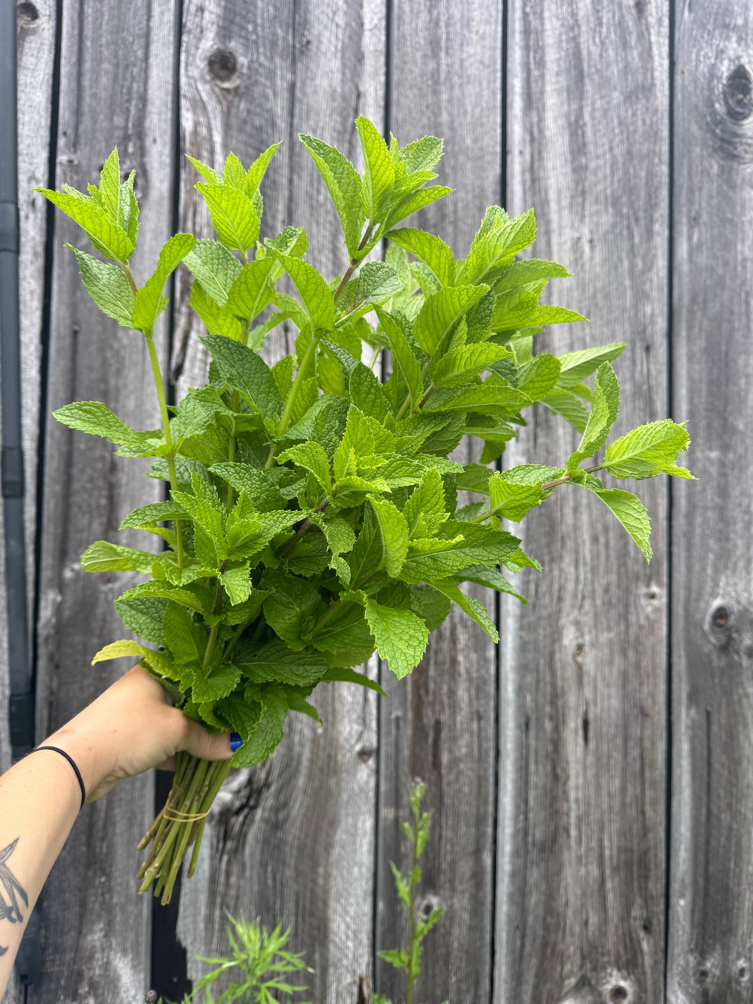 MENTHA Piperita-Hybr.